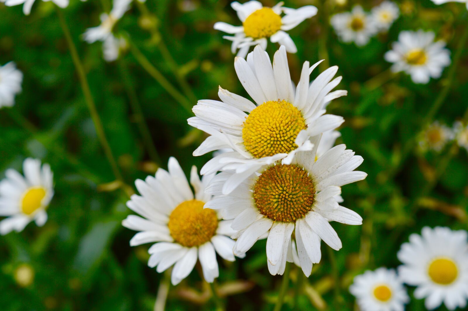 Nikon D3200 sample photo. Summer flower, chamomile, margarite photography