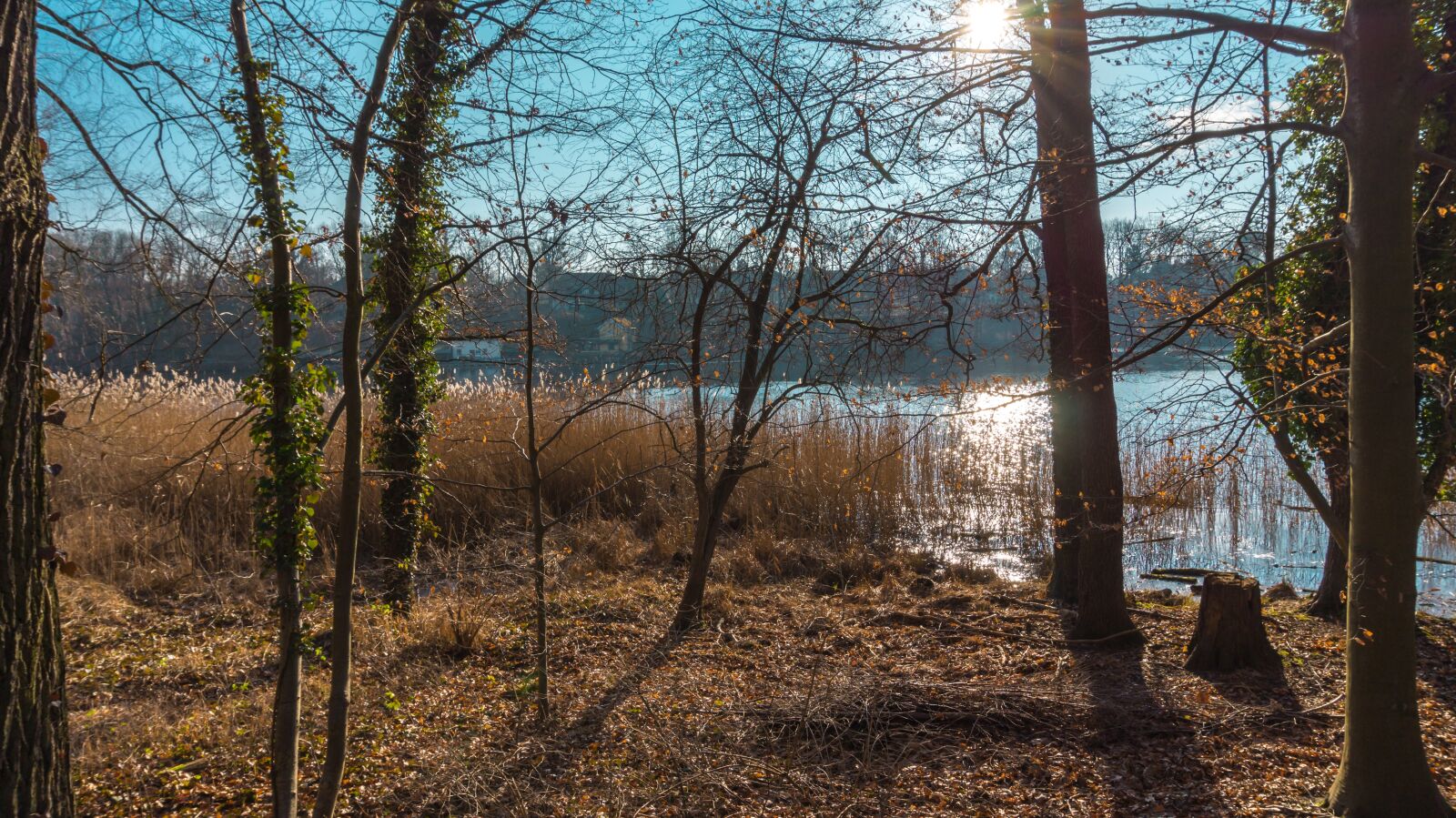 Sony Alpha a5000 (ILCE 5000) sample photo. Tree, nature, wood photography