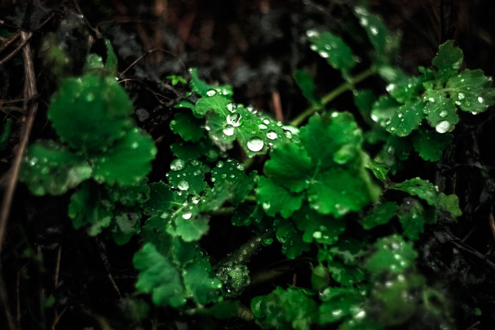 Canon EOS 450D (EOS Rebel XSi / EOS Kiss X2) sample photo. Beautiful, grass, drops photography