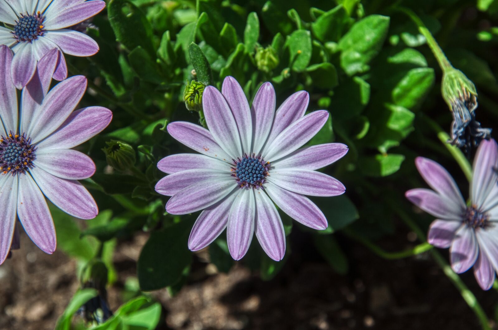 Nikon D5000 sample photo. Bornholm marguerite, cape basket photography