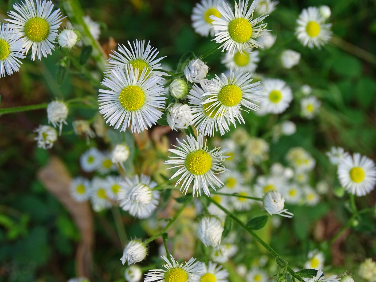 Sony Cyber-shot DSC-HX400V sample photo. Fine jet, pointed flower photography