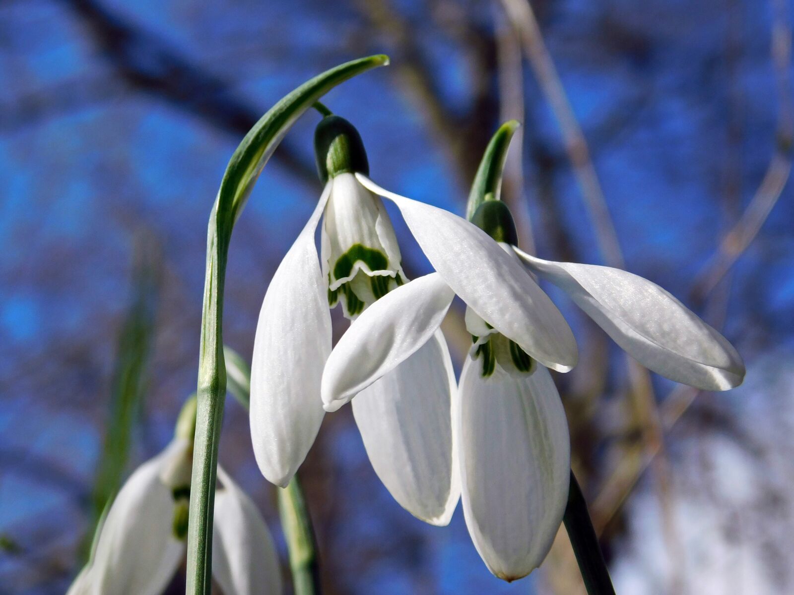 Nikon Coolpix B500 sample photo. Snowdrops, dance, spring photography