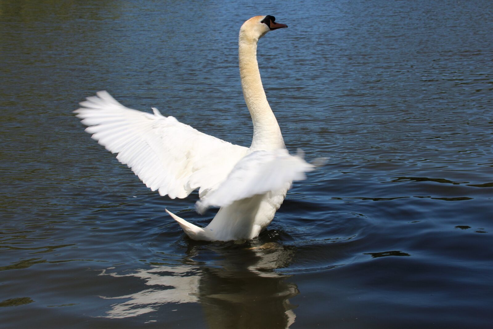Canon EOS 700D (EOS Rebel T5i / EOS Kiss X7i) sample photo. Animal, swan, bird photography
