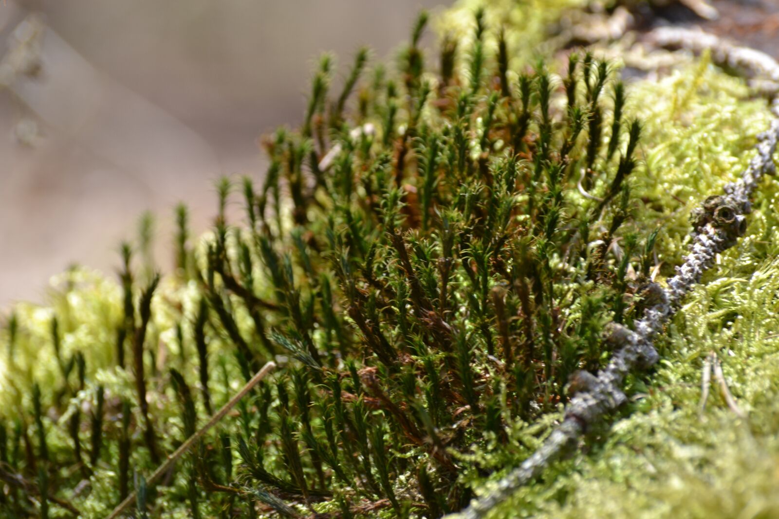 Nikon D3100 sample photo. Nature, plant, close up photography