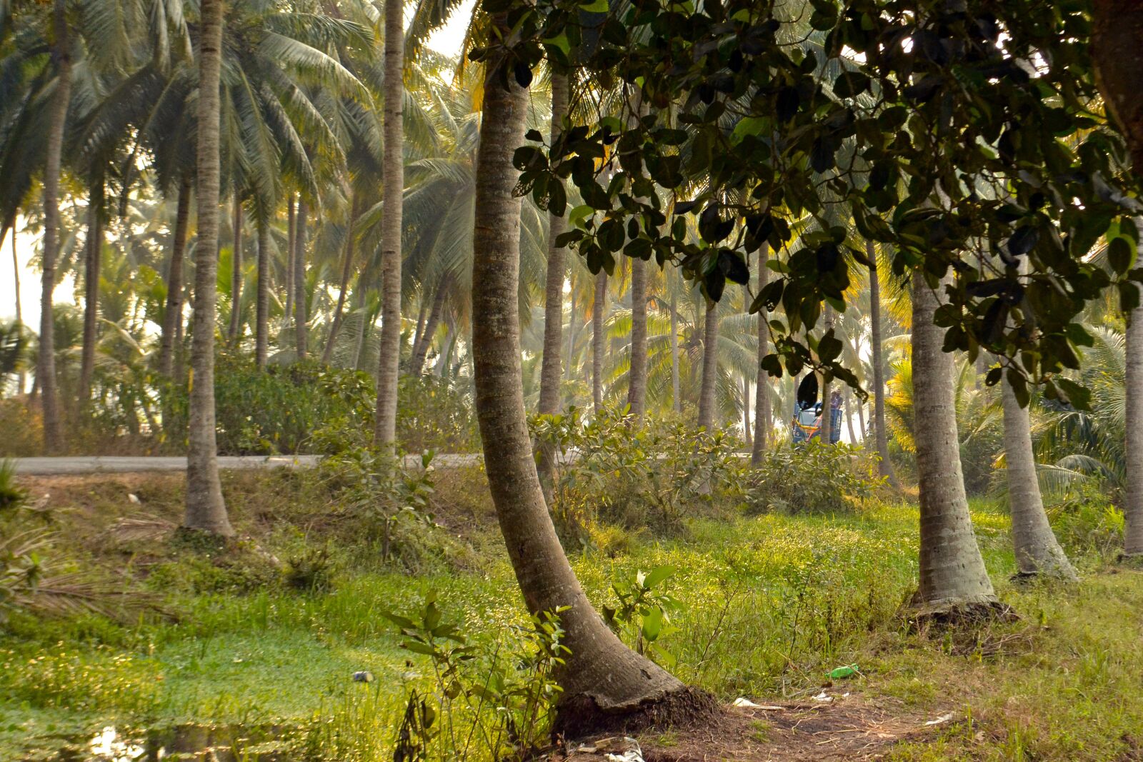 Nikon D3100 sample photo. Village, farming, coconut tree photography