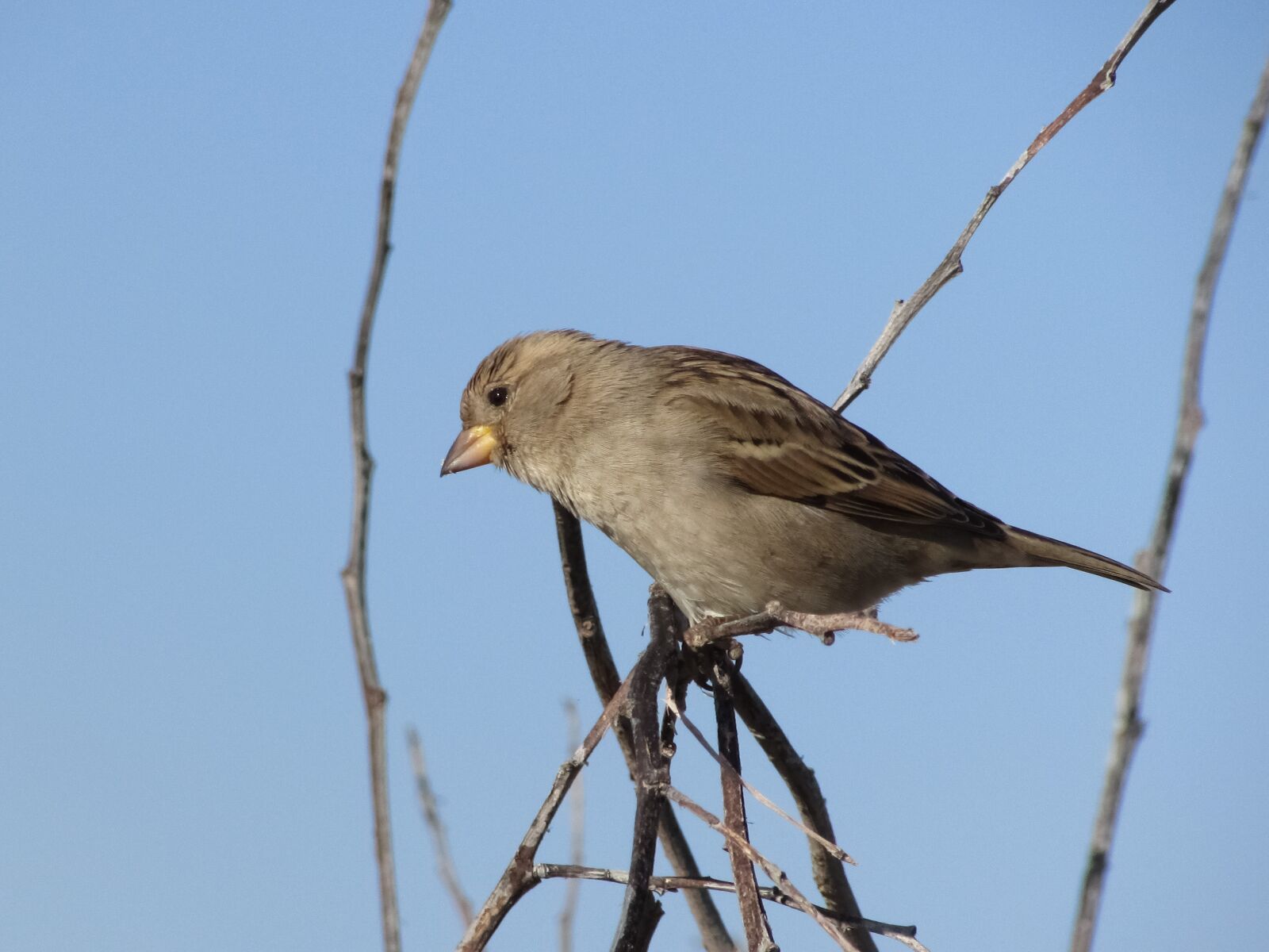 Canon PowerShot SX400 IS sample photo. Sparrow, bird, tree photography