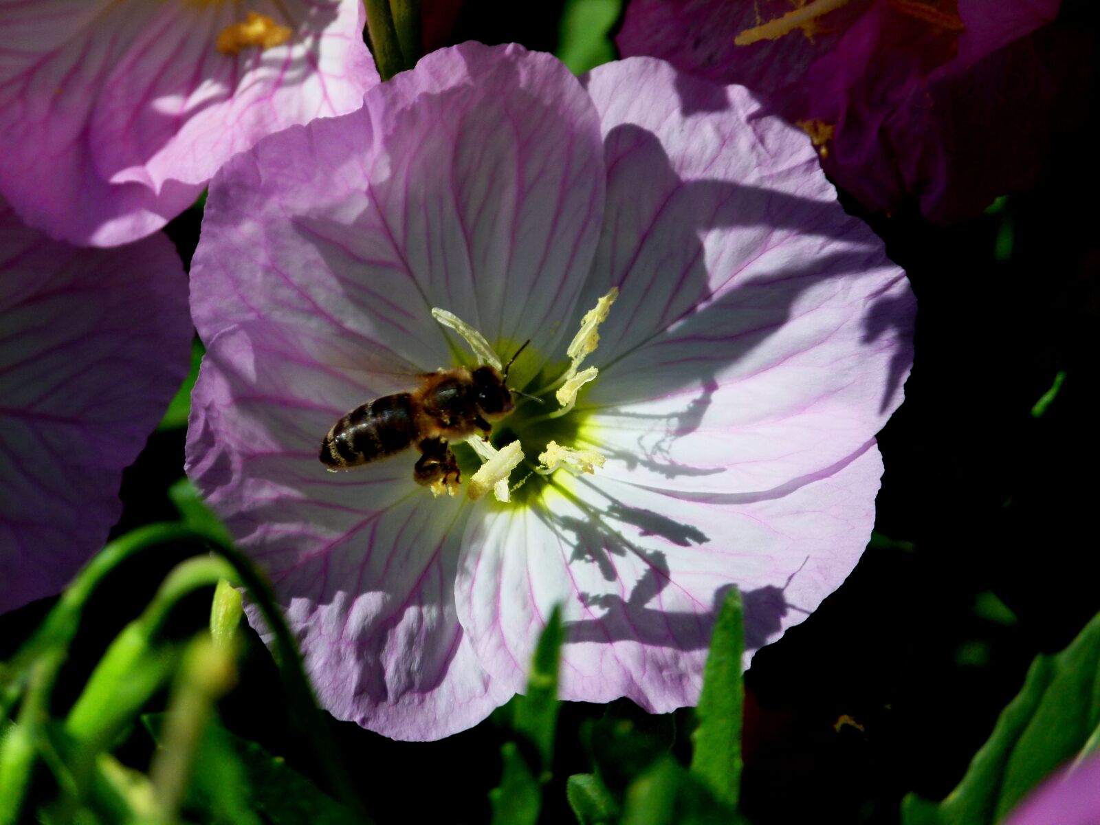 Panasonic Lumix DMC-FZ100 sample photo. Flower, insect, purple photography