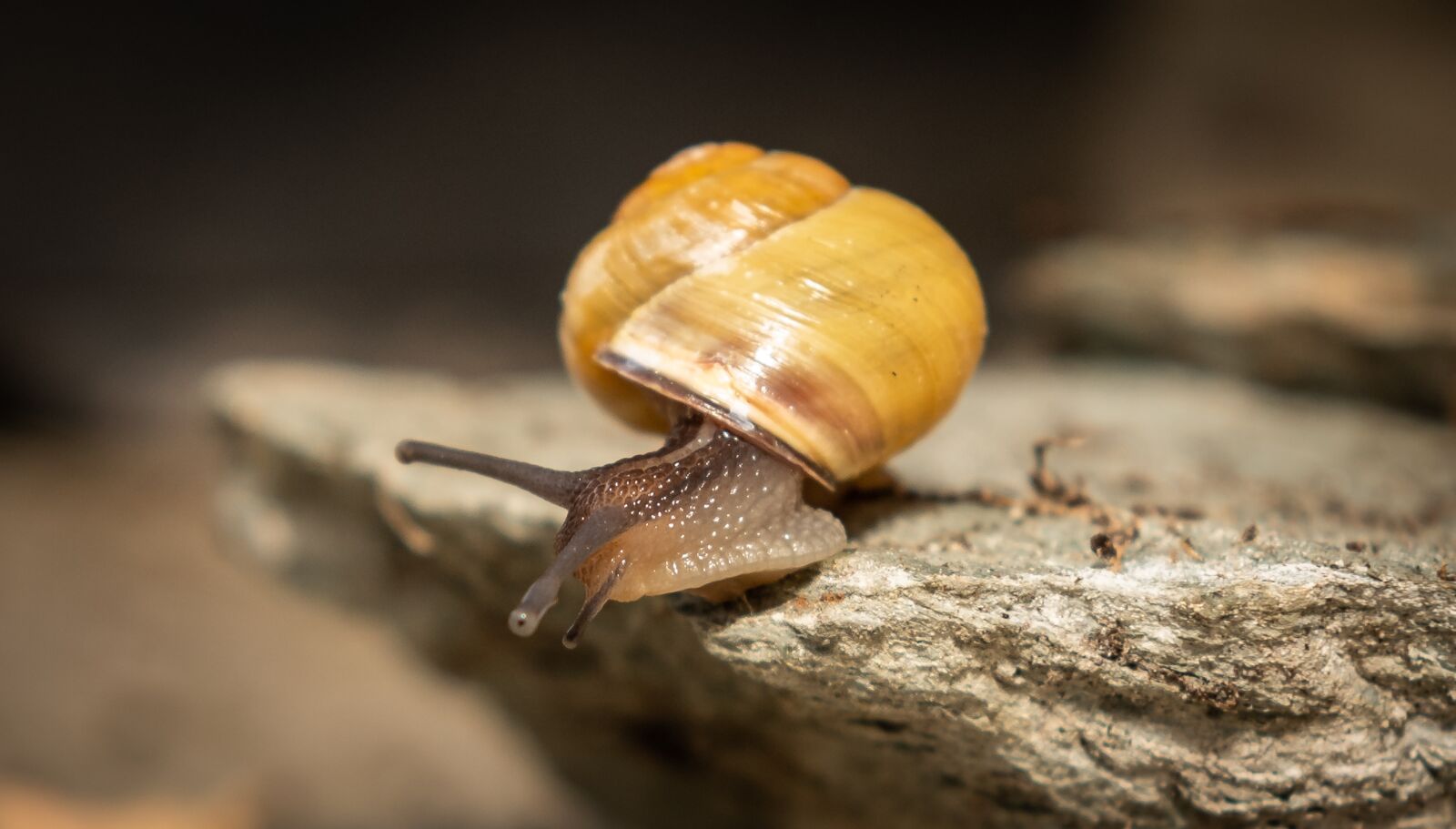 Nikon D750 sample photo. Snails, shell, mollusk photography
