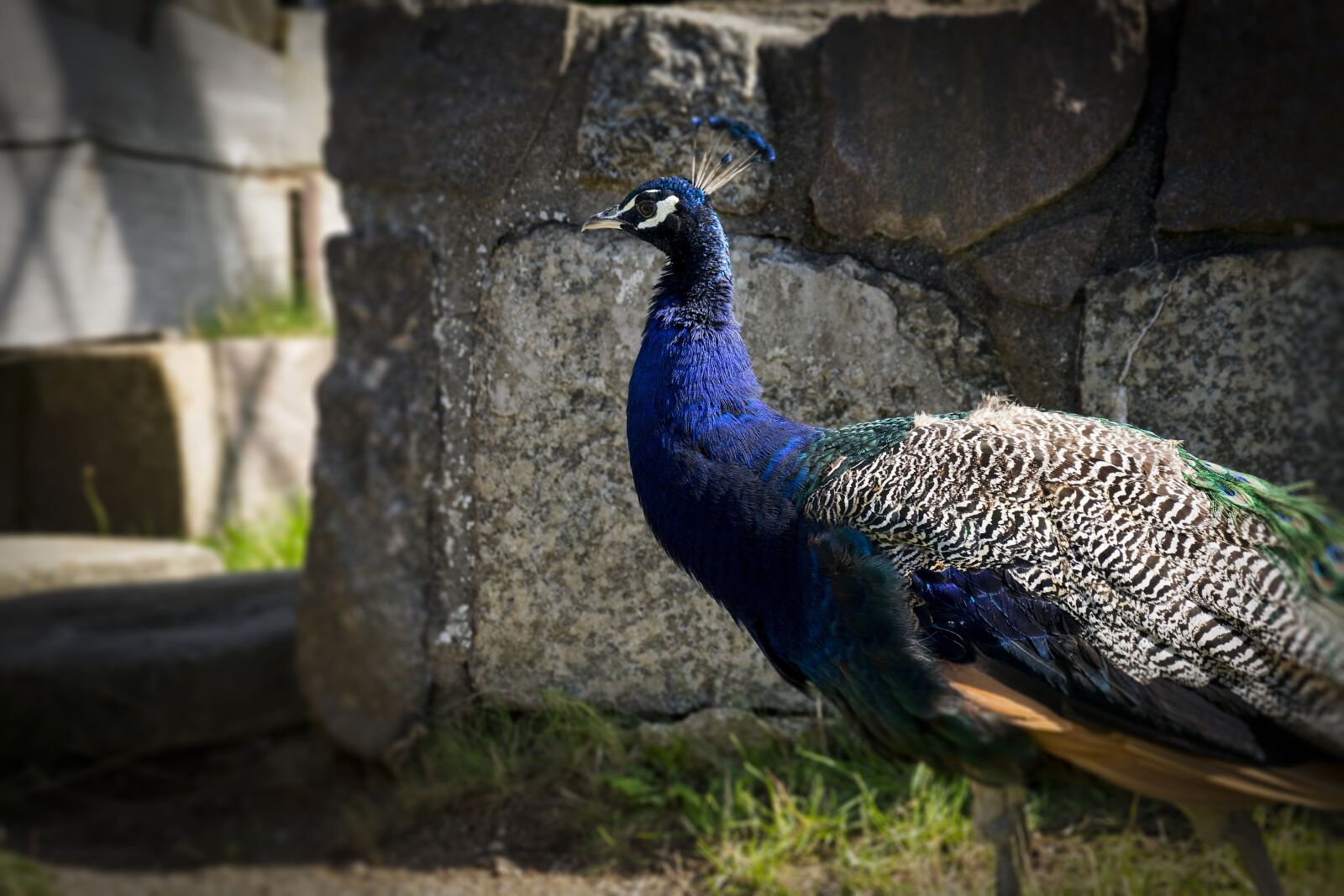Nikon D3300 sample photo. Peacock, ave, pen photography