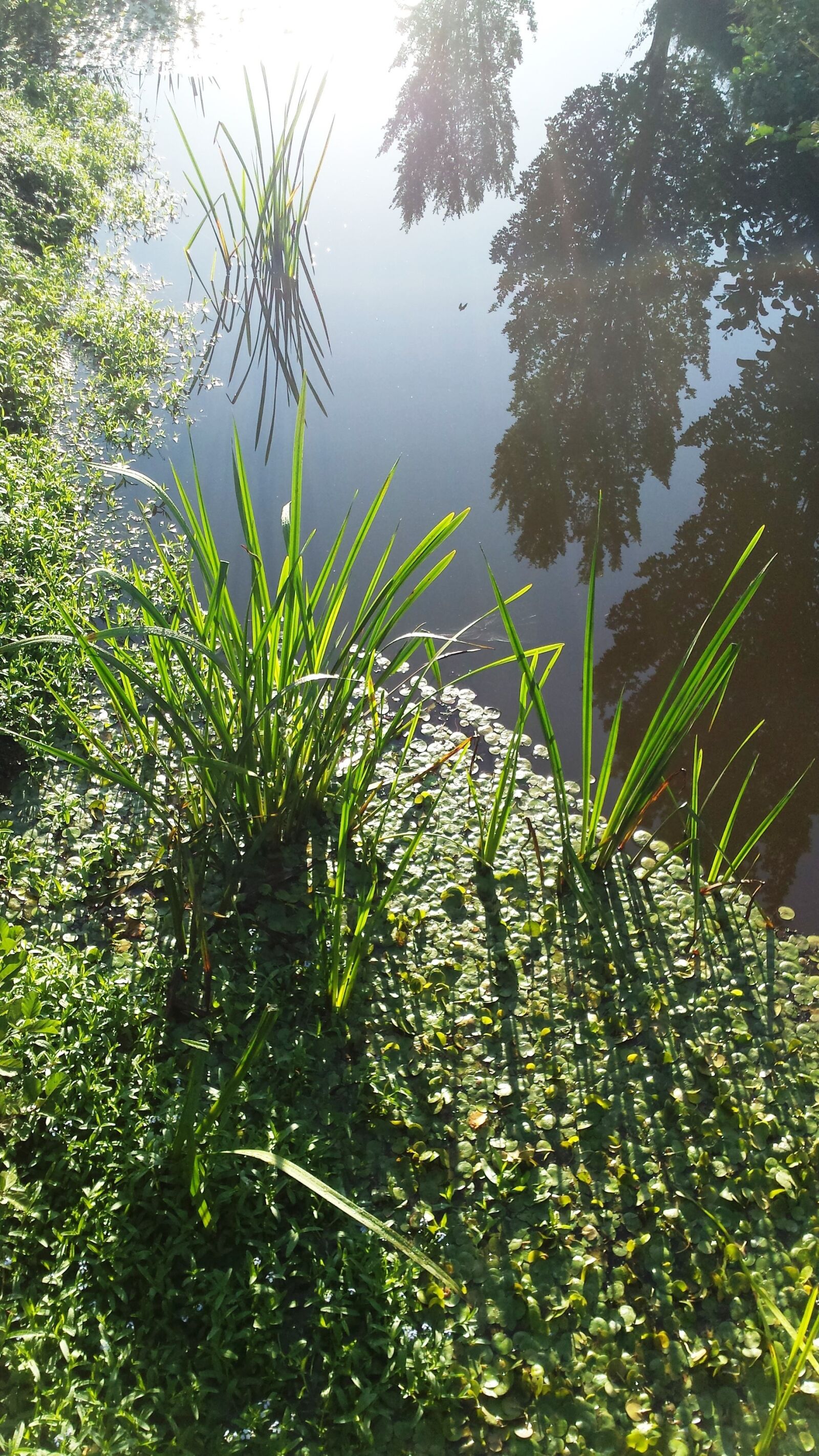Samsung Galaxy S4 sample photo. Water, green, trees photography