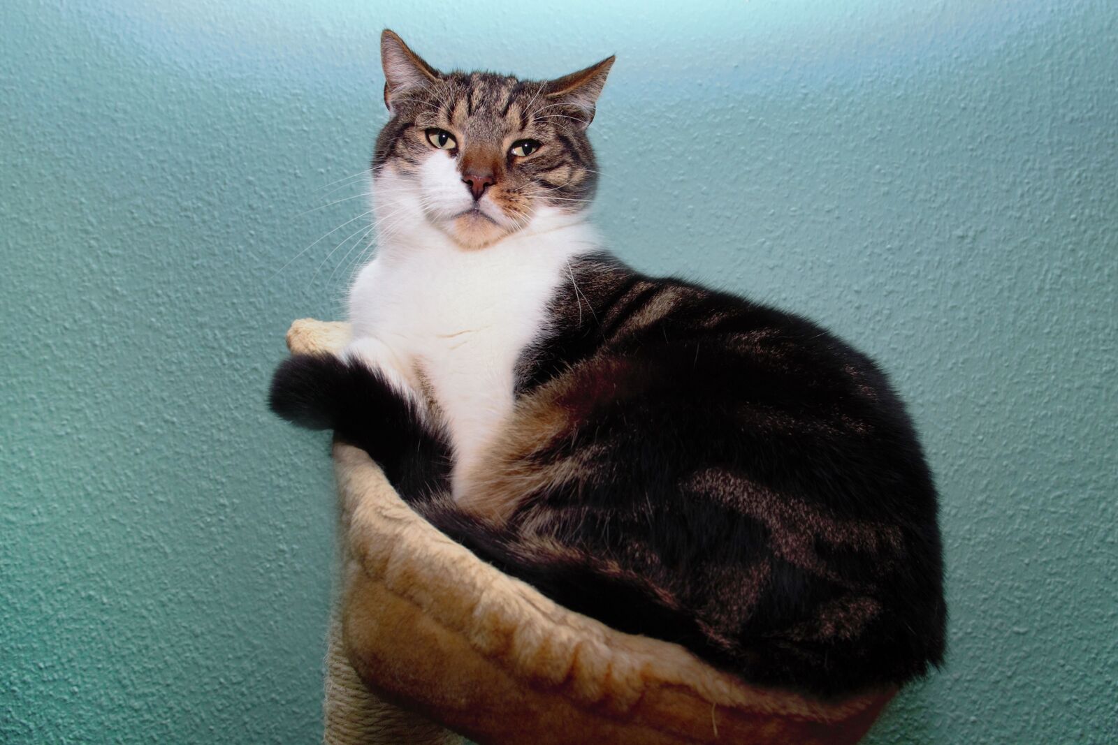 Canon EOS 600D (Rebel EOS T3i / EOS Kiss X5) sample photo. Cat, domestic cat, pet photography