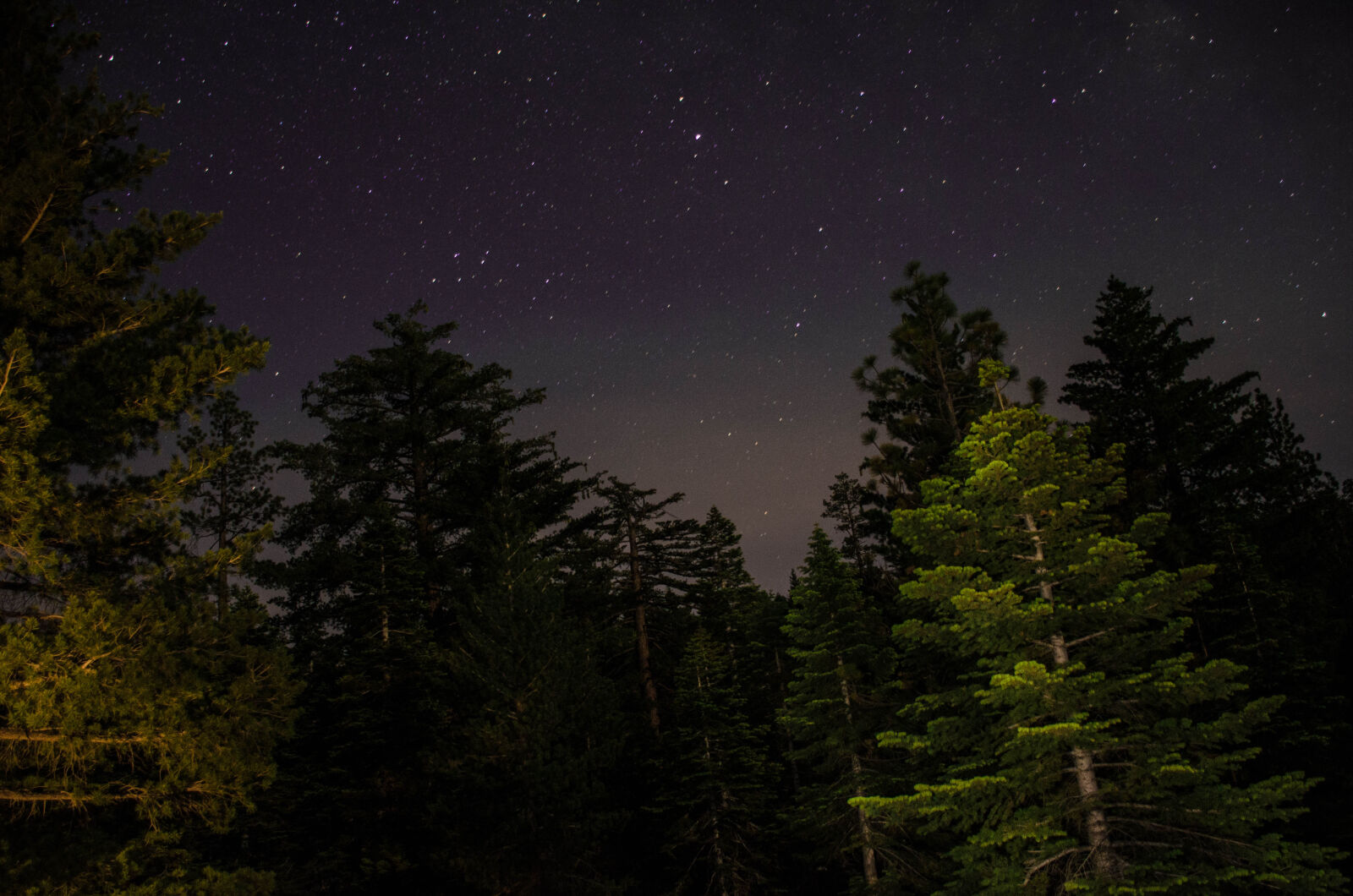 Nikon AF-S DX Nikkor 18-140mm F3.5-5.6G ED VR sample photo. Forest, trees, sky, stars photography