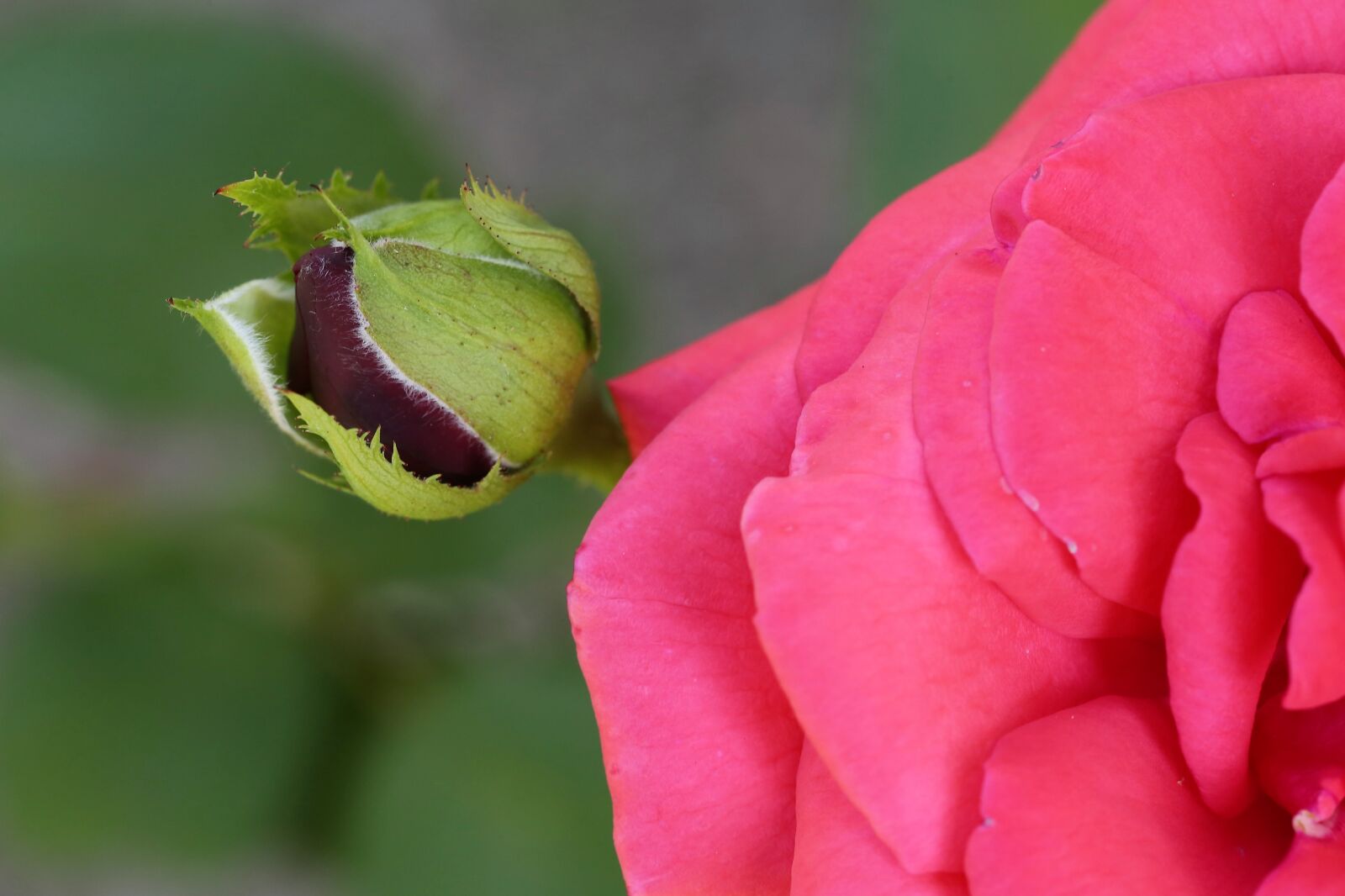 Canon EOS 6D + Canon EF 100mm F2.8 Macro USM sample photo. Red rose velvet, petals photography