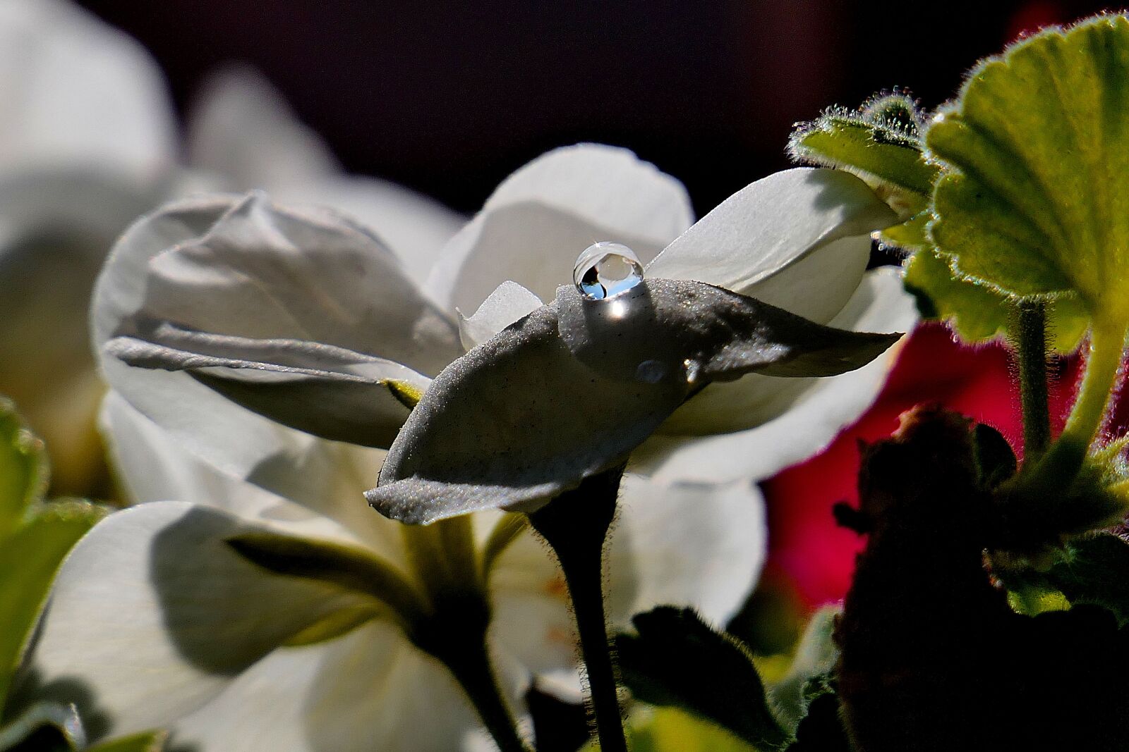 Panasonic Lumix DMC-FZ2500 (Lumix DMC-FZ2000) sample photo. A, pretty, flower photography