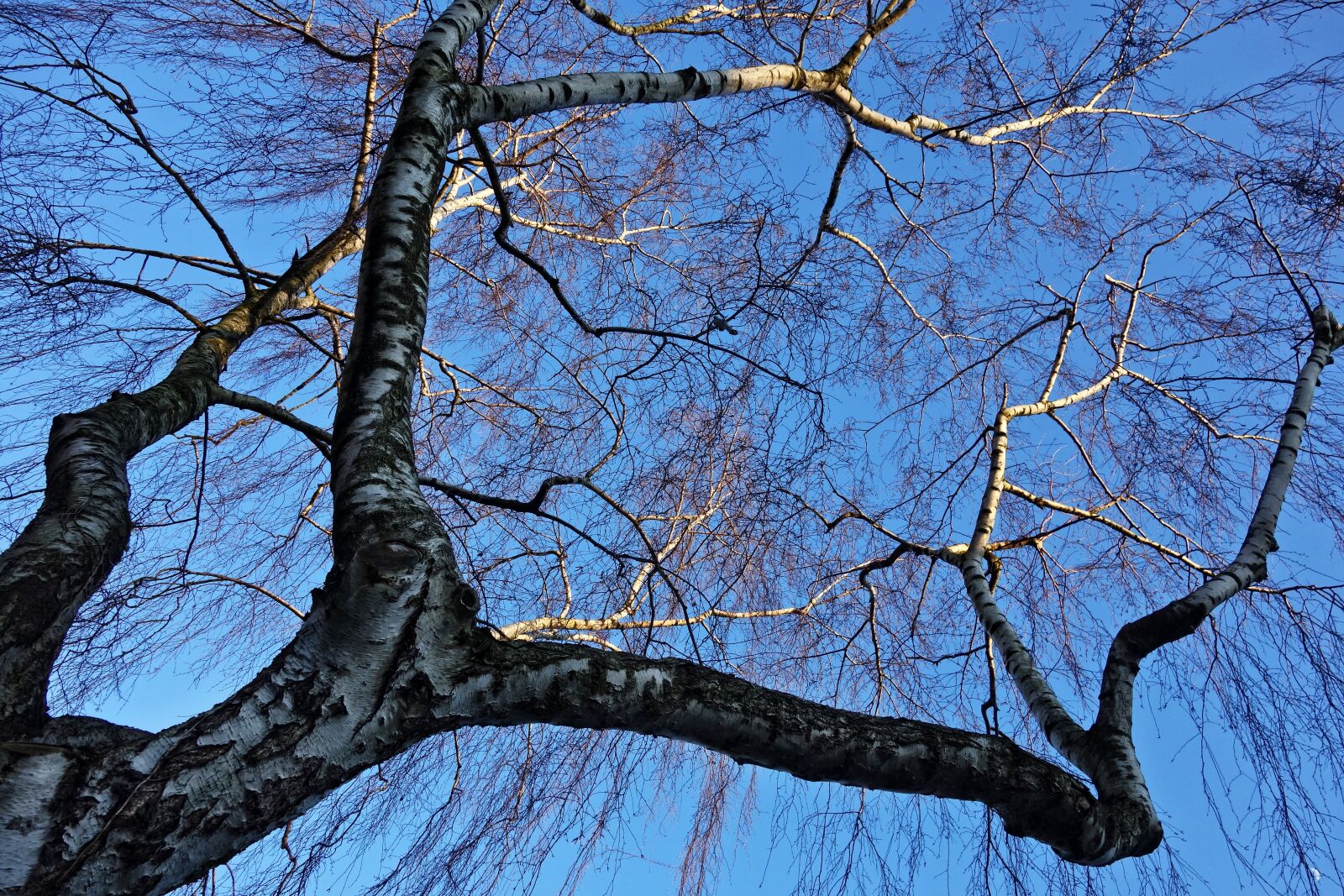 Sony Cyber-shot DSC-RX100 sample photo. Birch tree, birch, branch photography