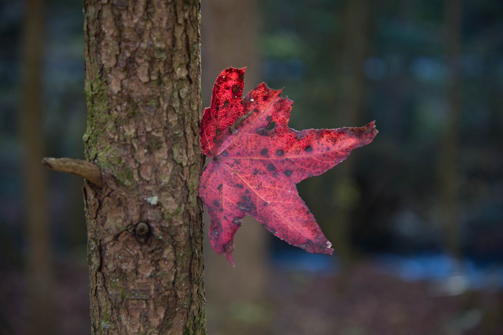 Nikon D600 sample photo. Fall, leaf, maple photography
