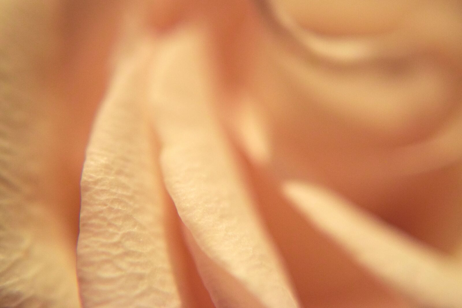 Nikon D3300 sample photo. Pink, petals, soft photography