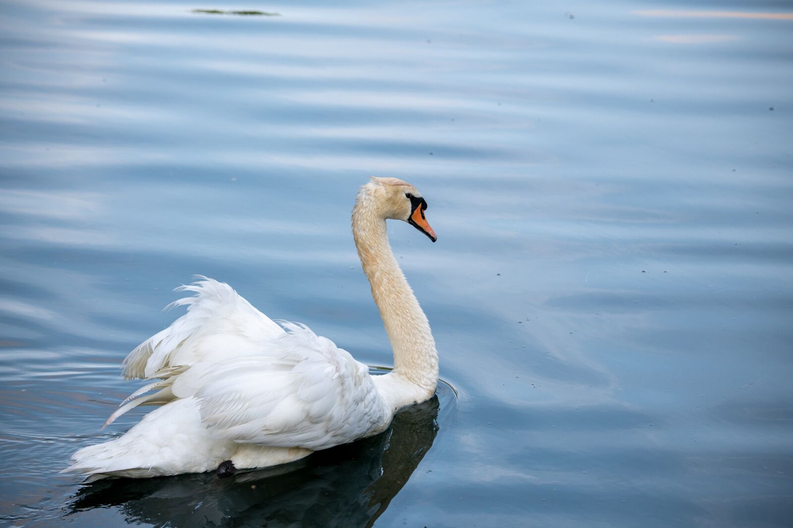 Nikon D850 sample photo. Swan, mute swan, white photography