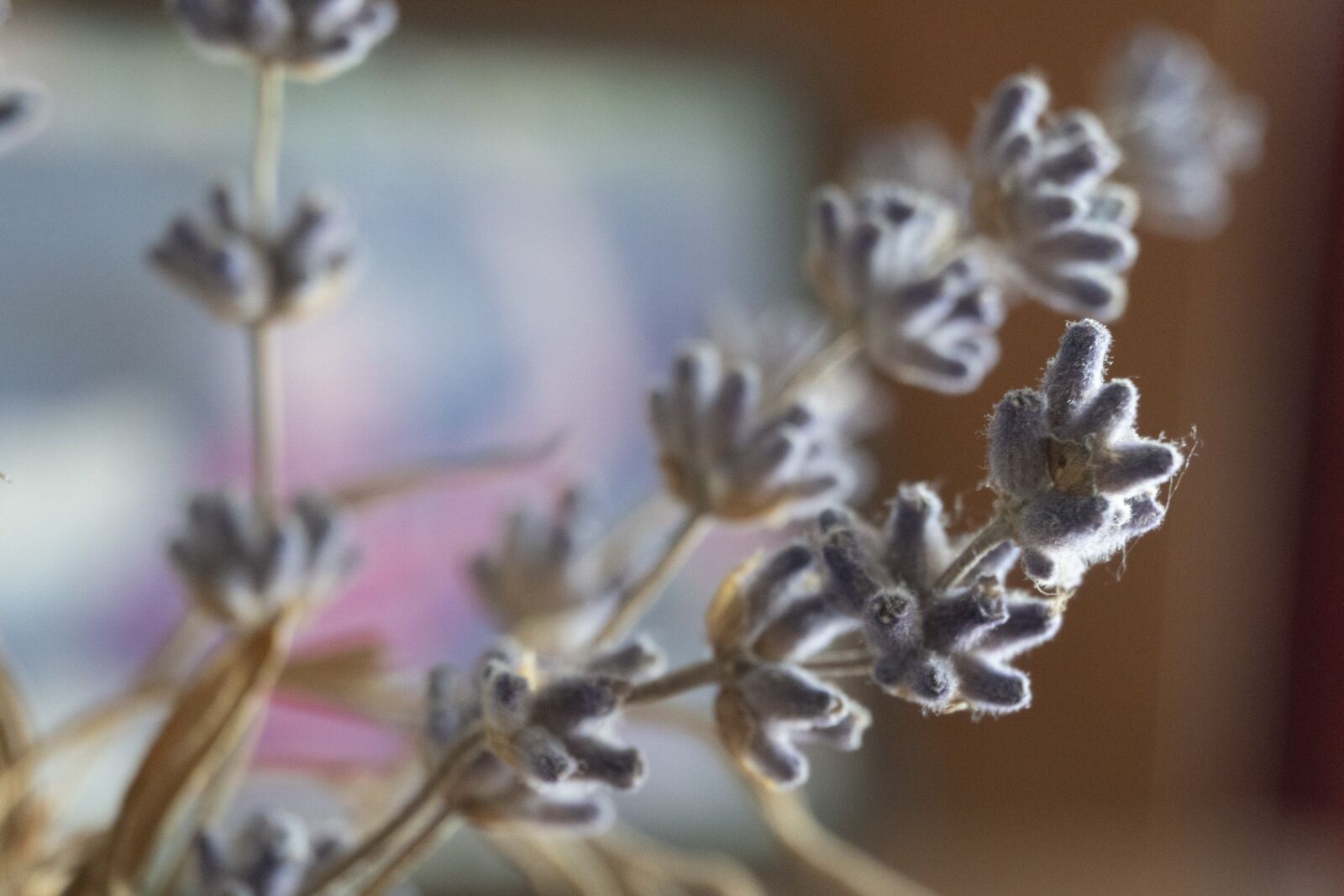 Sony a6300 sample photo. Flowers, macro, blue photography