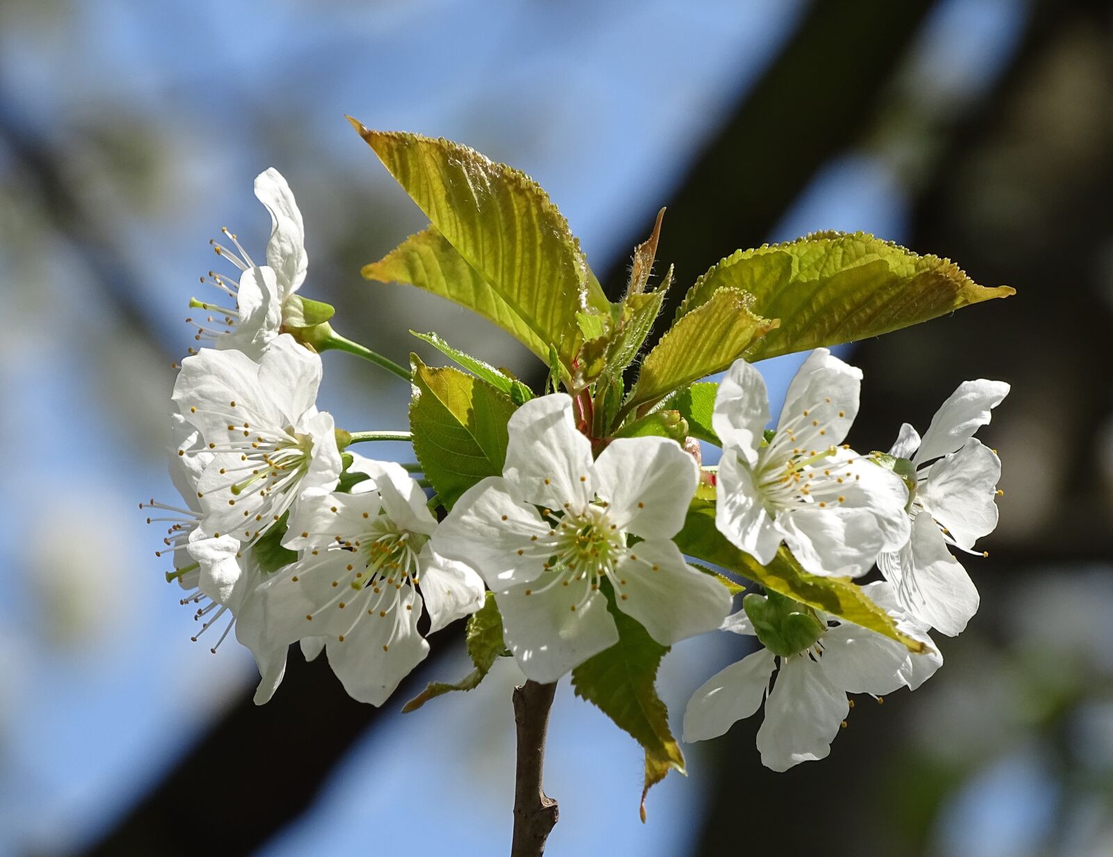Sony Cyber-shot DSC-HX400V sample photo. Cherry blossom, white, macro photography