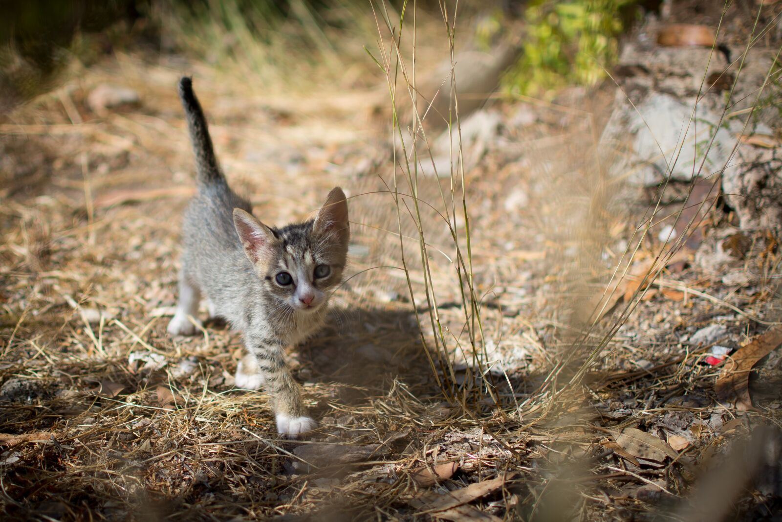 Nikon D7100 sample photo. Kitten, cat, animals photography