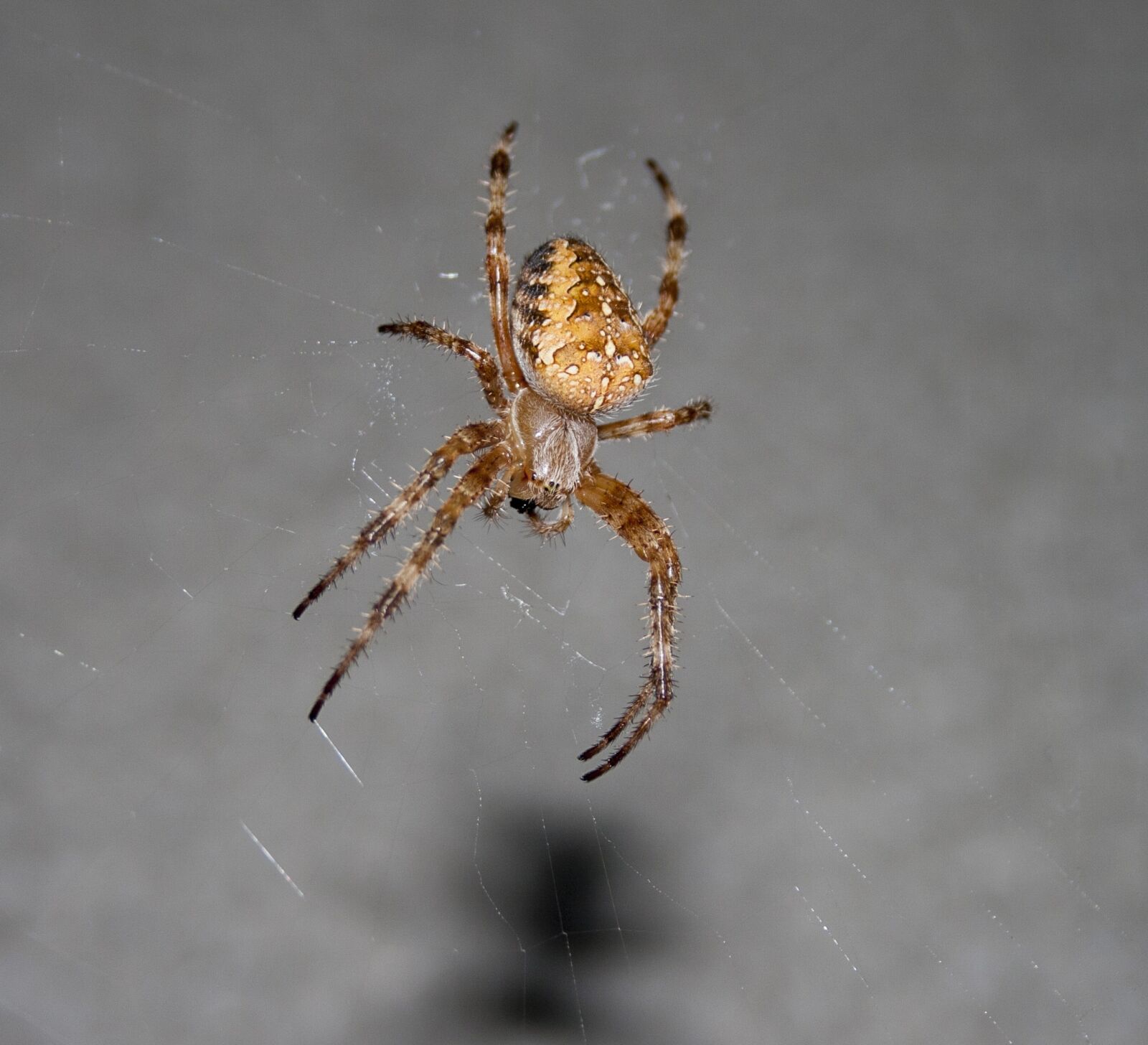 Canon EF-S 18-55mm F3.5-5.6 II sample photo. Spider, insect, animal photography