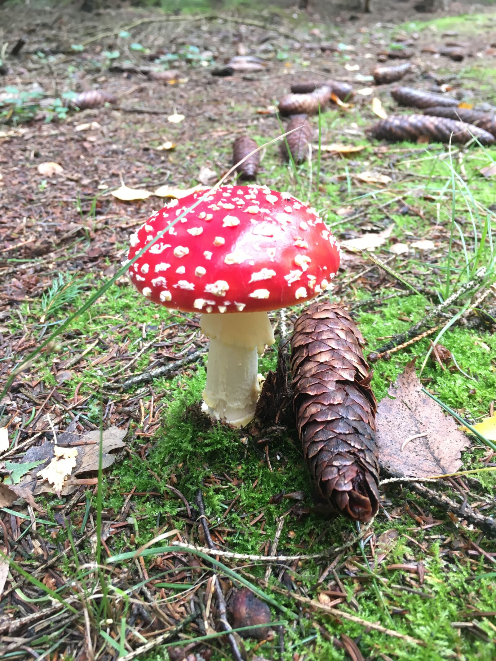 iPhone 6s back camera 4.15mm f/2.2 sample photo. Forest, moss, fly agaric photography