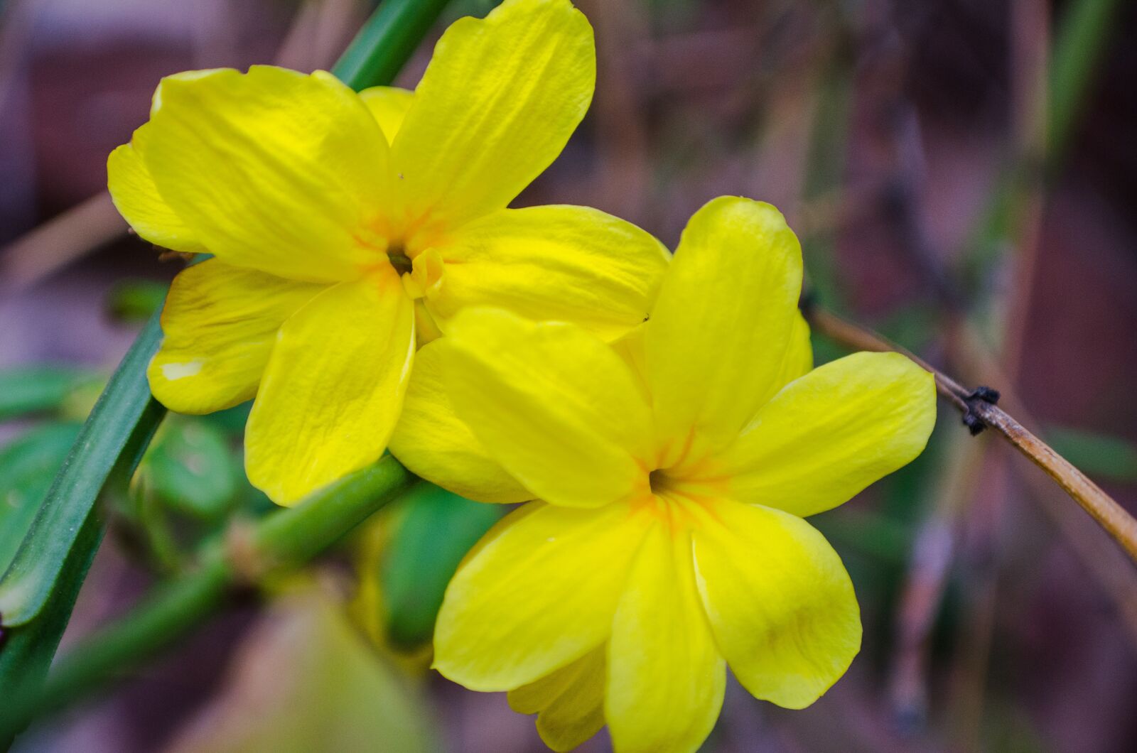 Nikon D5100 sample photo. Flower, flowers, yellow photography
