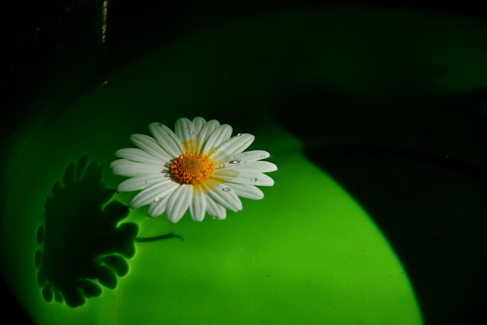 Canon EF-S 18-135mm F3.5-5.6 IS sample photo. Flower, margaret, green photography