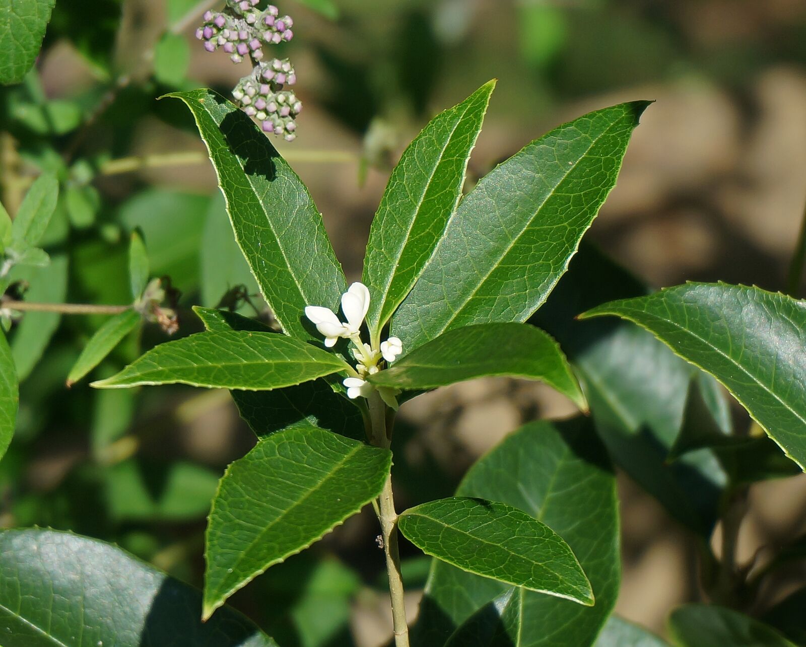 Sony Alpha NEX-5T sample photo. Sweet olive blossoms, sweet photography