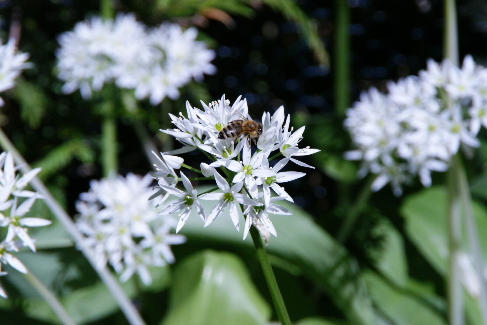 Sony Alpha DSLR-A300 sample photo. B rlauch bloom, bear's photography