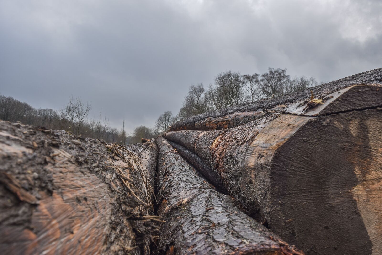 Nikon D3300 sample photo. Wood, tree trunks, nature photography