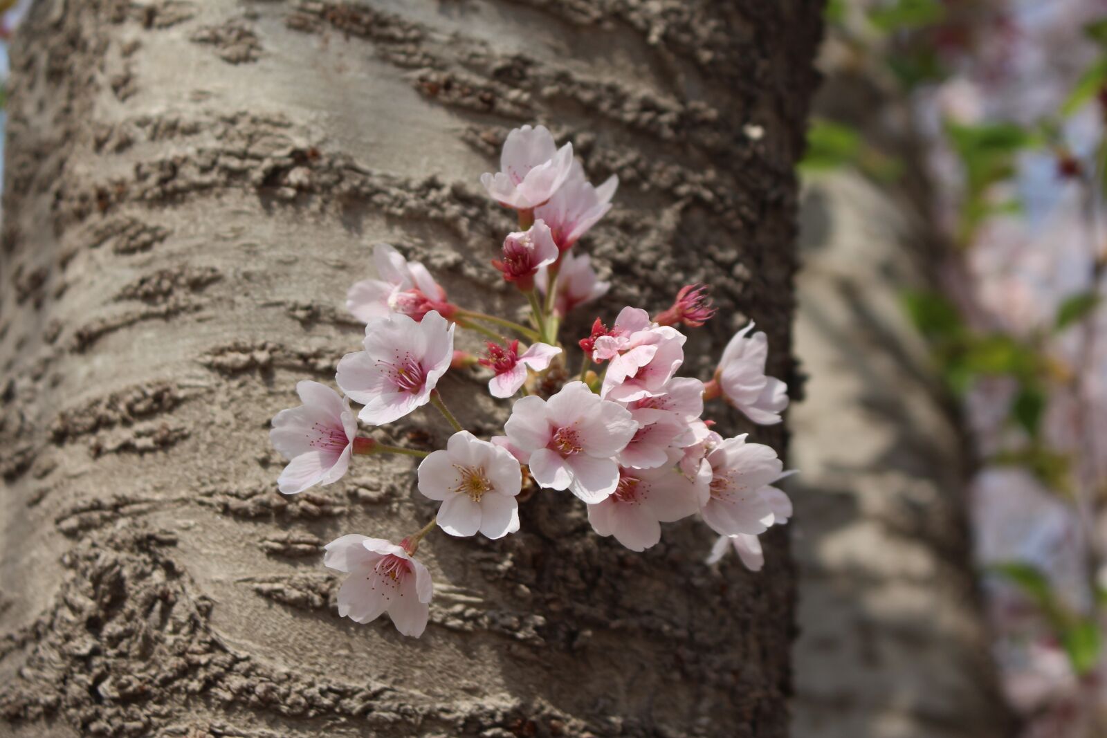 Canon EOS 700D (EOS Rebel T5i / EOS Kiss X7i) sample photo. Cherry blossom, macro, port photography