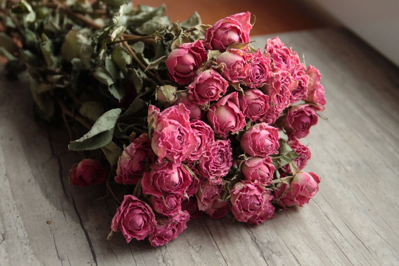 Canon EOS 500D (EOS Rebel T1i / EOS Kiss X3) sample photo. Pink, dried flowers, roses photography