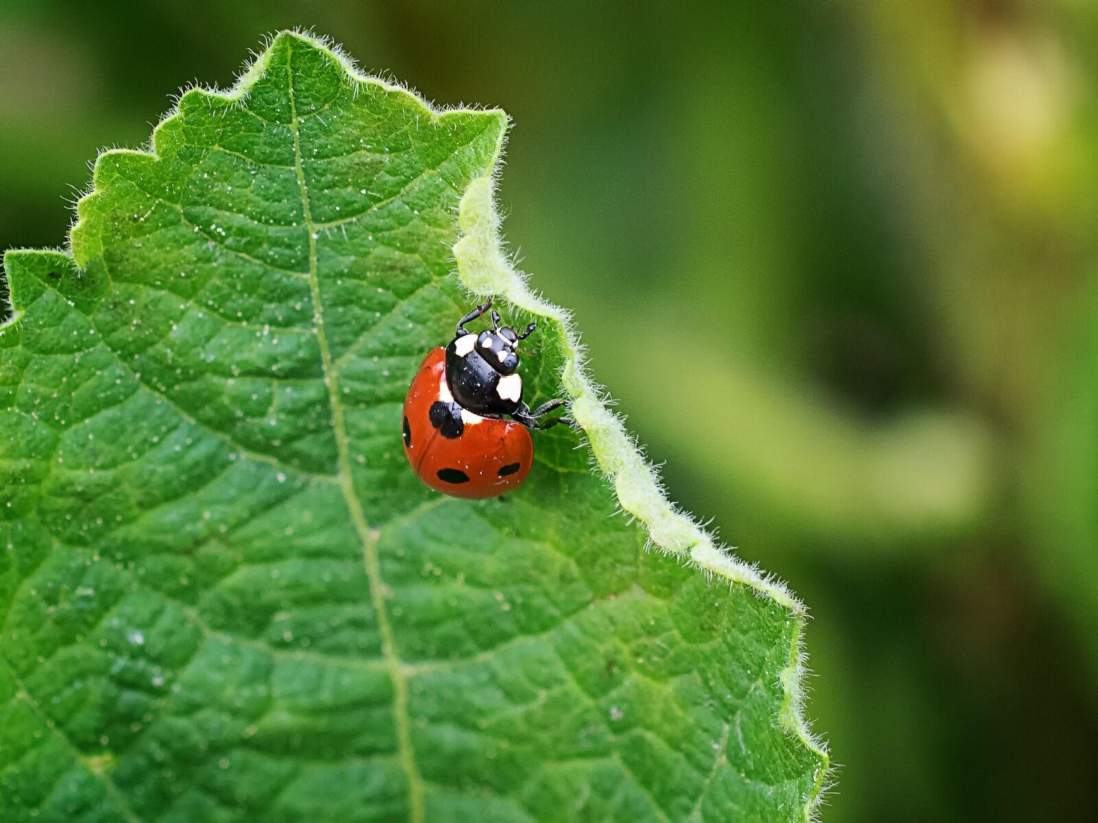 Nikon D3300 sample photo. Ladybug, nature, leaf photography