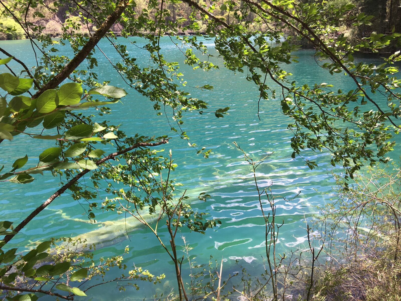 Apple iPhone 6s Plus sample photo. Jiuzhaigou, sub-sea, summer photography