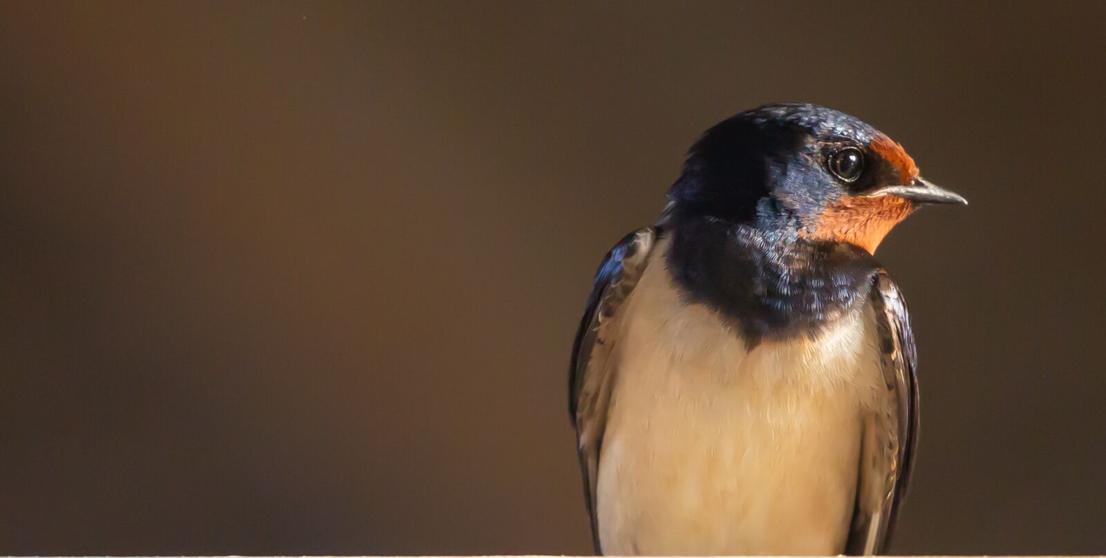 Canon EOS 5D Mark III sample photo. Swallow, resting, bird photography