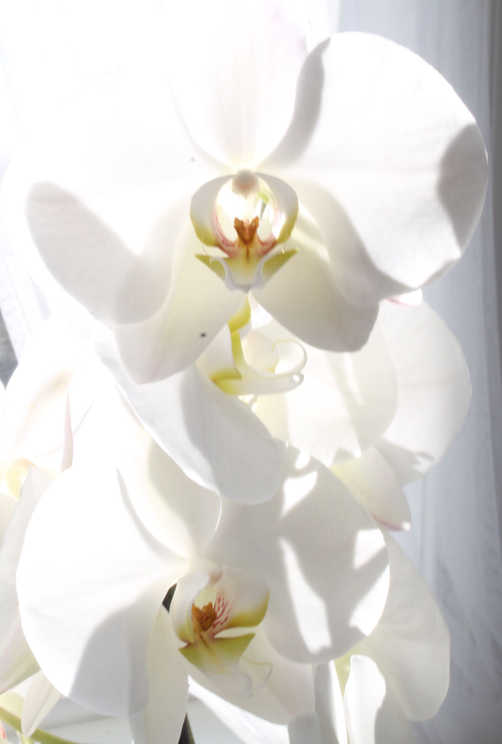 Canon EOS 1100D (EOS Rebel T3 / EOS Kiss X50) sample photo. Orchid, flower, beautiful photography
