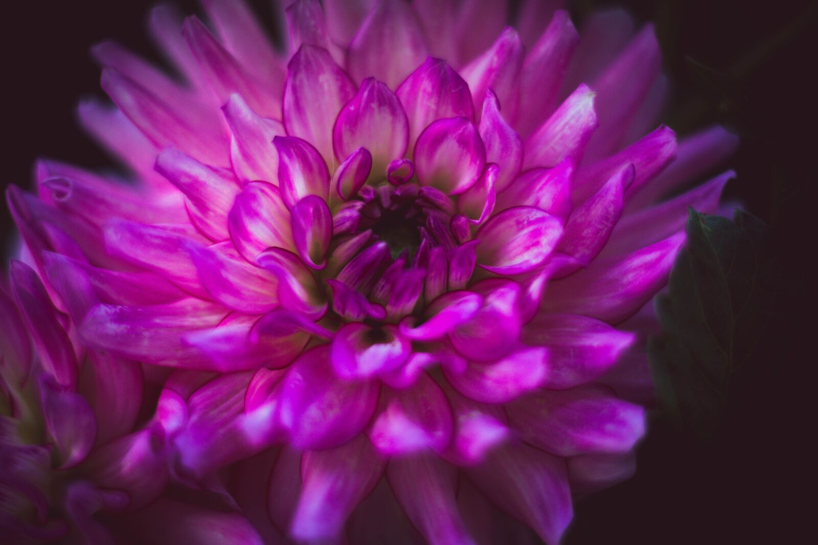 Canon EOS 5D Mark III sample photo. Flower, plant, bloom photography