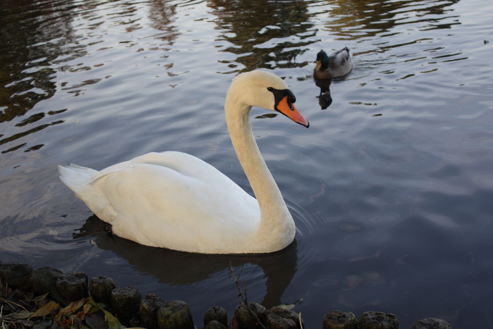 Canon EOS 450D (EOS Rebel XSi / EOS Kiss X2) sample photo. Swan, swans, alster photography