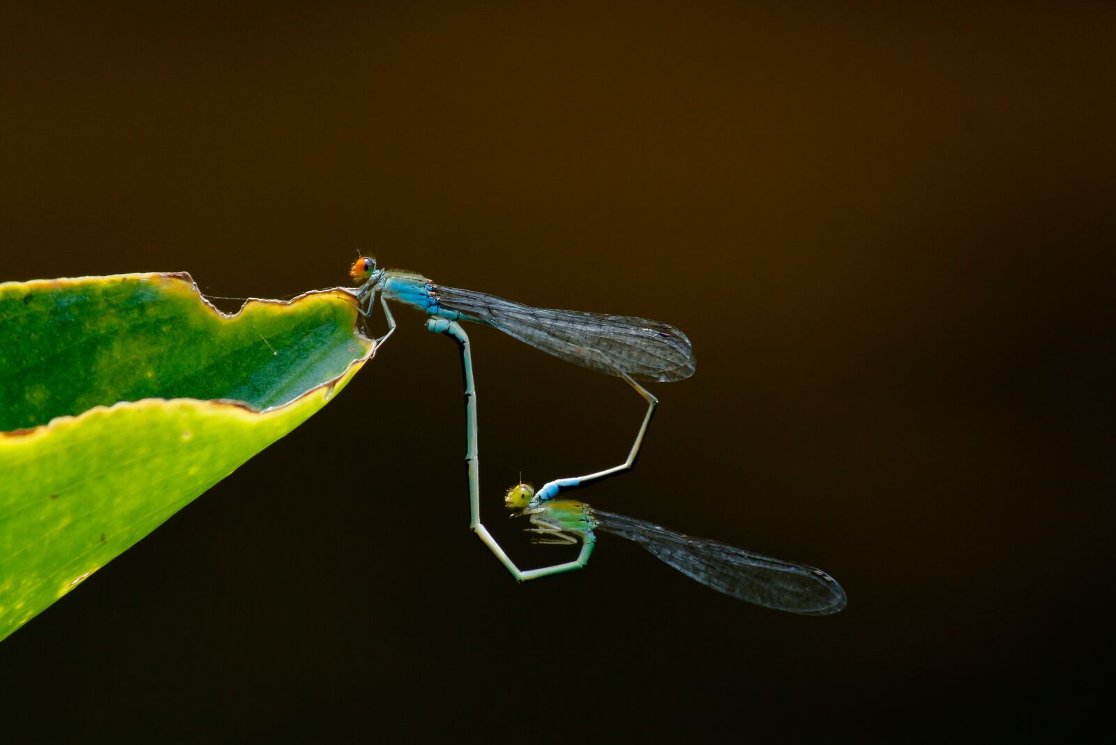 Canon EOS 700D (EOS Rebel T5i / EOS Kiss X7i) sample photo. Insect, dragonfly, nature photography