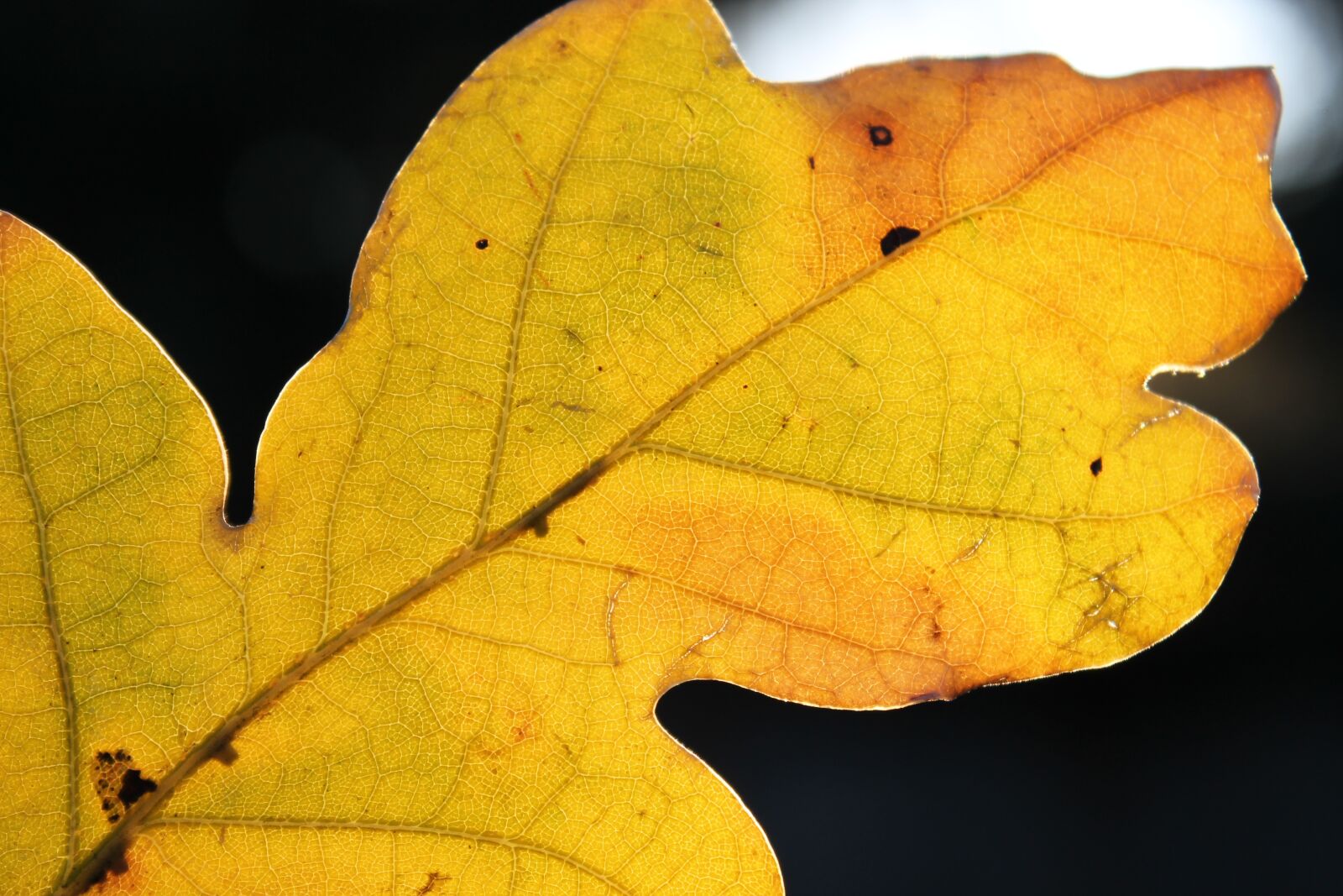 Canon EOS 1100D (EOS Rebel T3 / EOS Kiss X50) sample photo. Leaf, texture, pattern photography