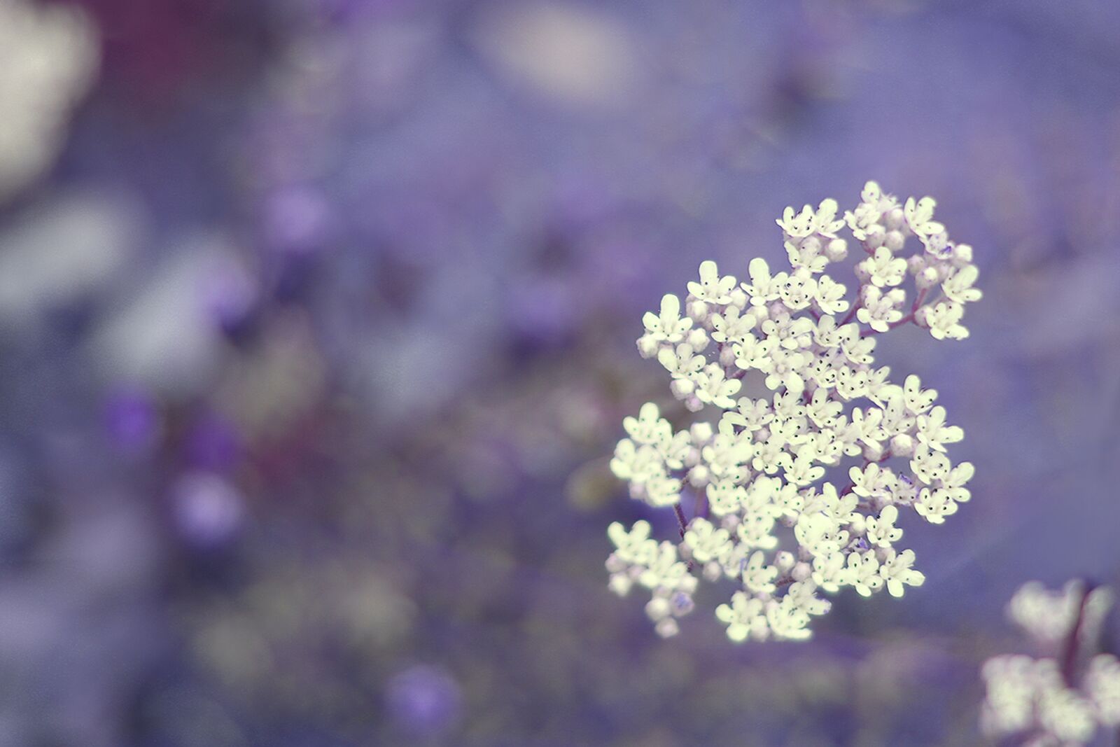 Canon EOS 200D (EOS Rebel SL2 / EOS Kiss X9) + Canon EF 50mm F1.8 STM sample photo. Flower, milky, white photography