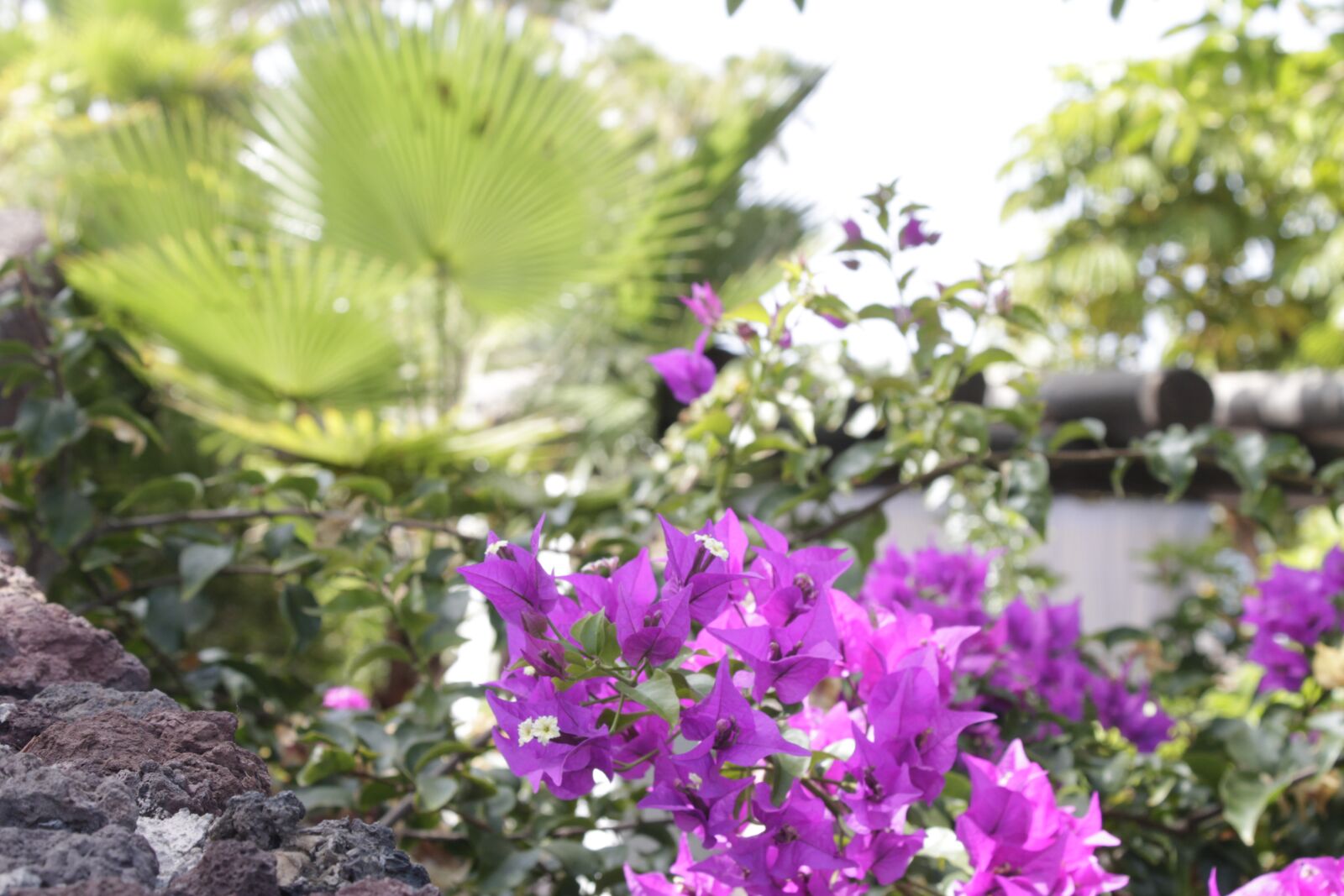 Canon EOS 1100D (EOS Rebel T3 / EOS Kiss X50) sample photo. Flowers, vacations, teneriffer photography
