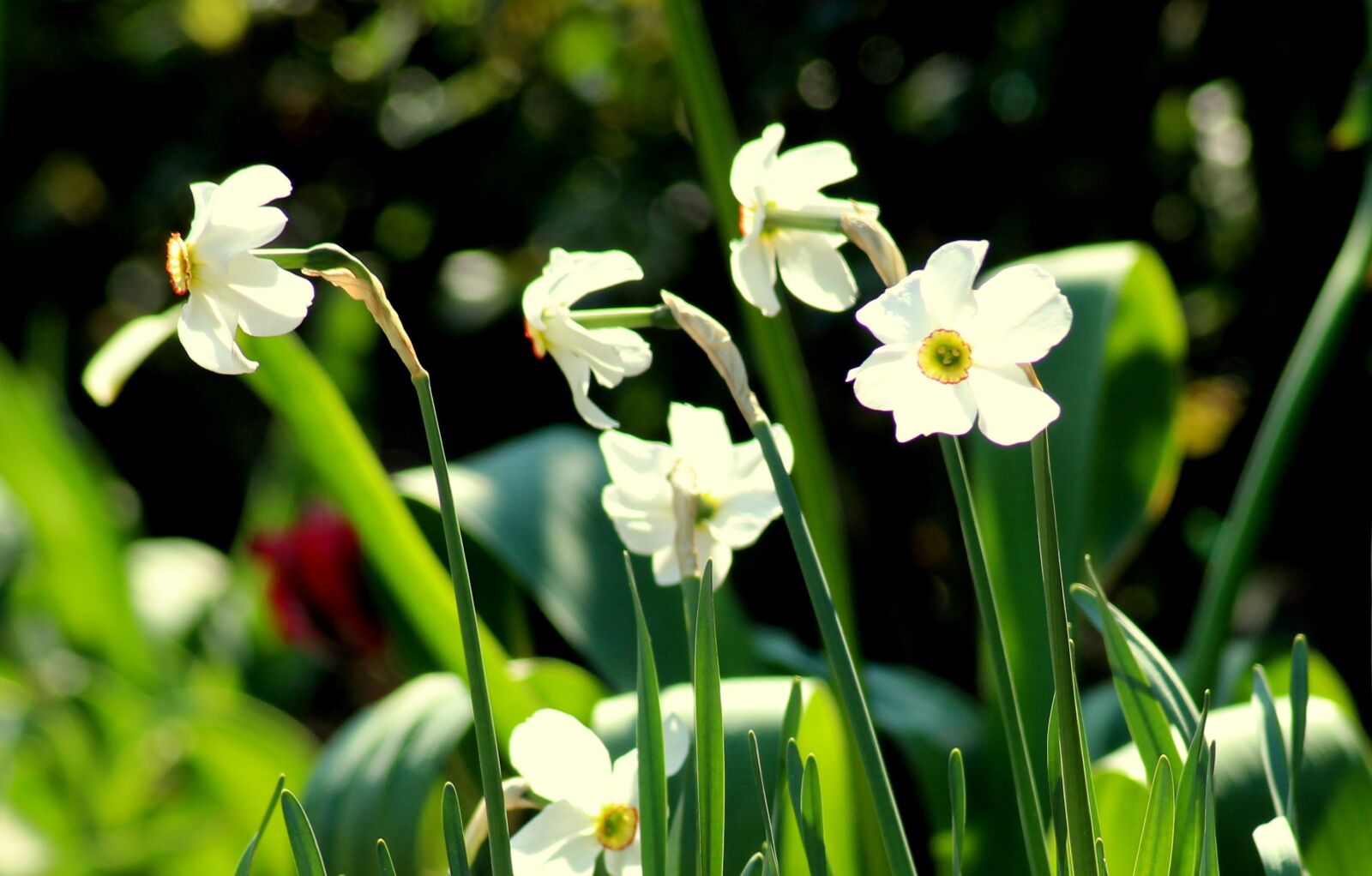 Canon EOS 1200D (EOS Rebel T5 / EOS Kiss X70 / EOS Hi) sample photo. Narcissus, daffodils, spring flowers photography