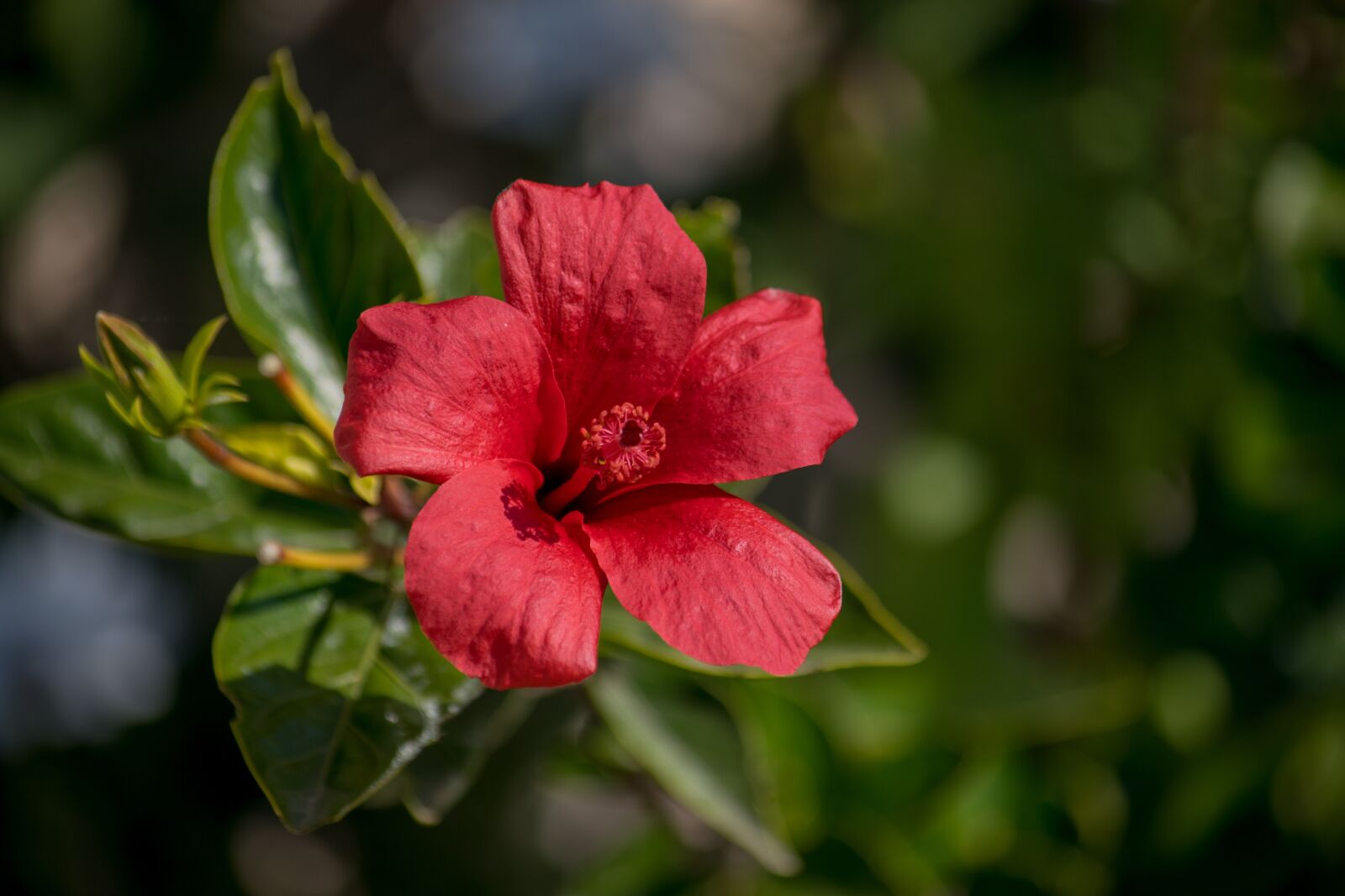 Nikon D3300 sample photo. Hibiscus, flower, network photography