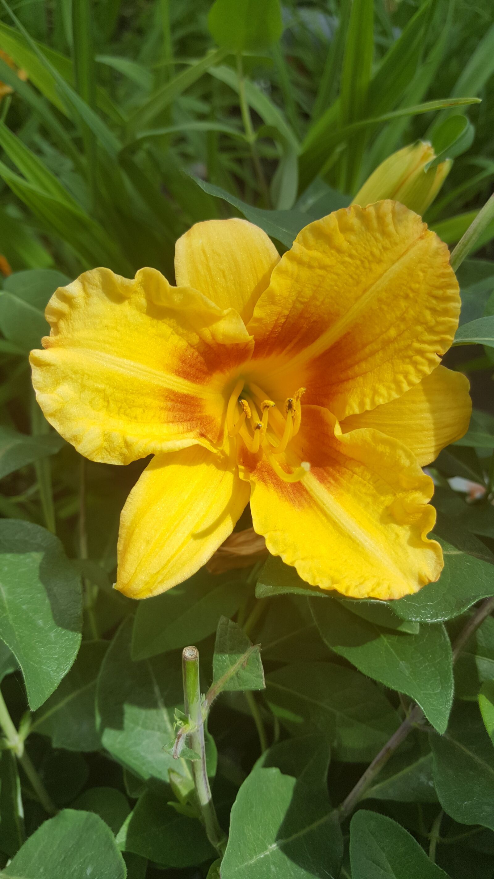 Samsung Galaxy S6 sample photo. Flower, yellow, yellow flower photography