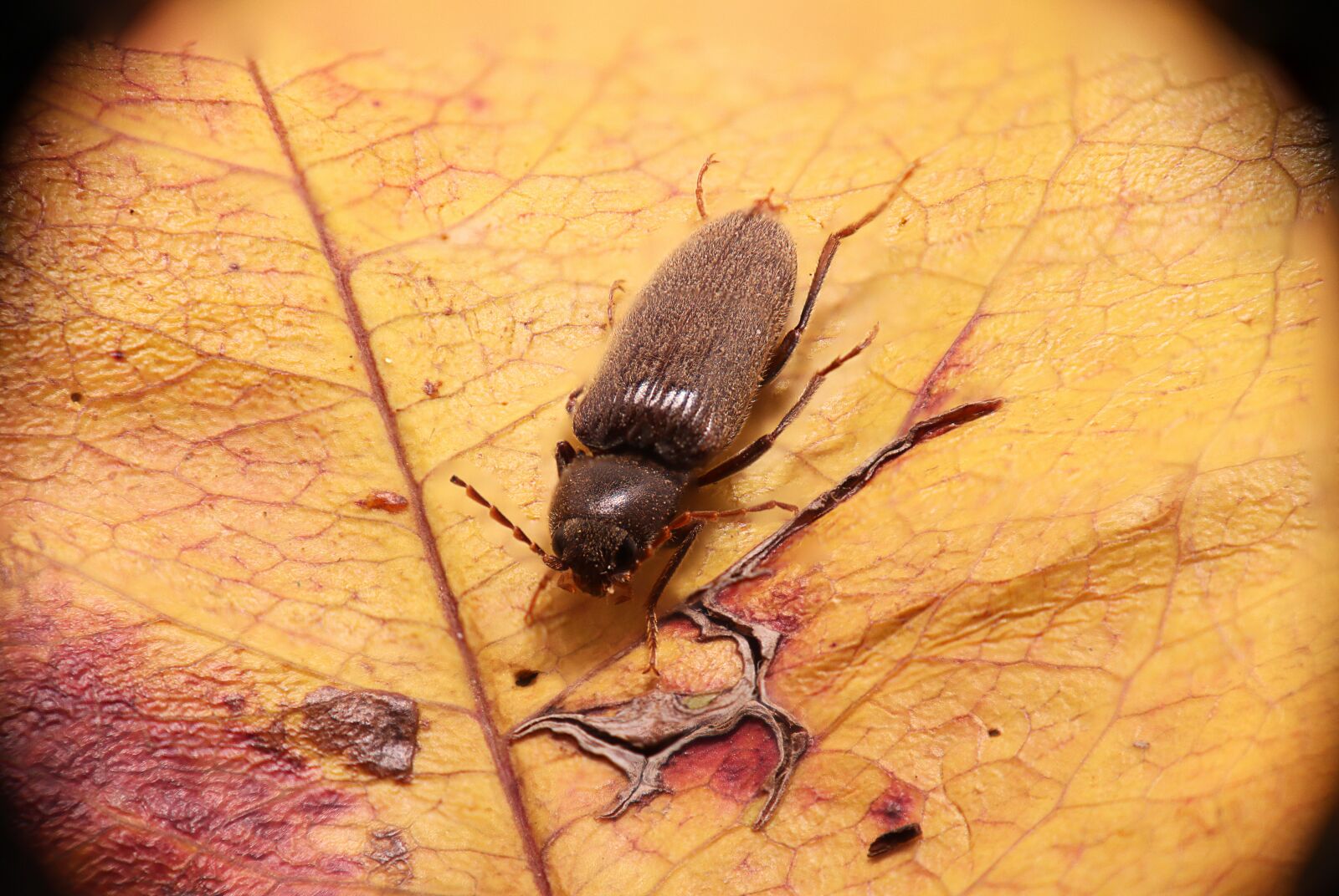 Canon EOS M50 (EOS Kiss M) sample photo. Woodworm, insect, beetle photography
