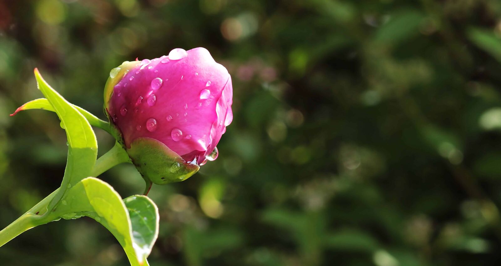 Canon EOS 80D sample photo. Flower, leaf, garden, nature photography