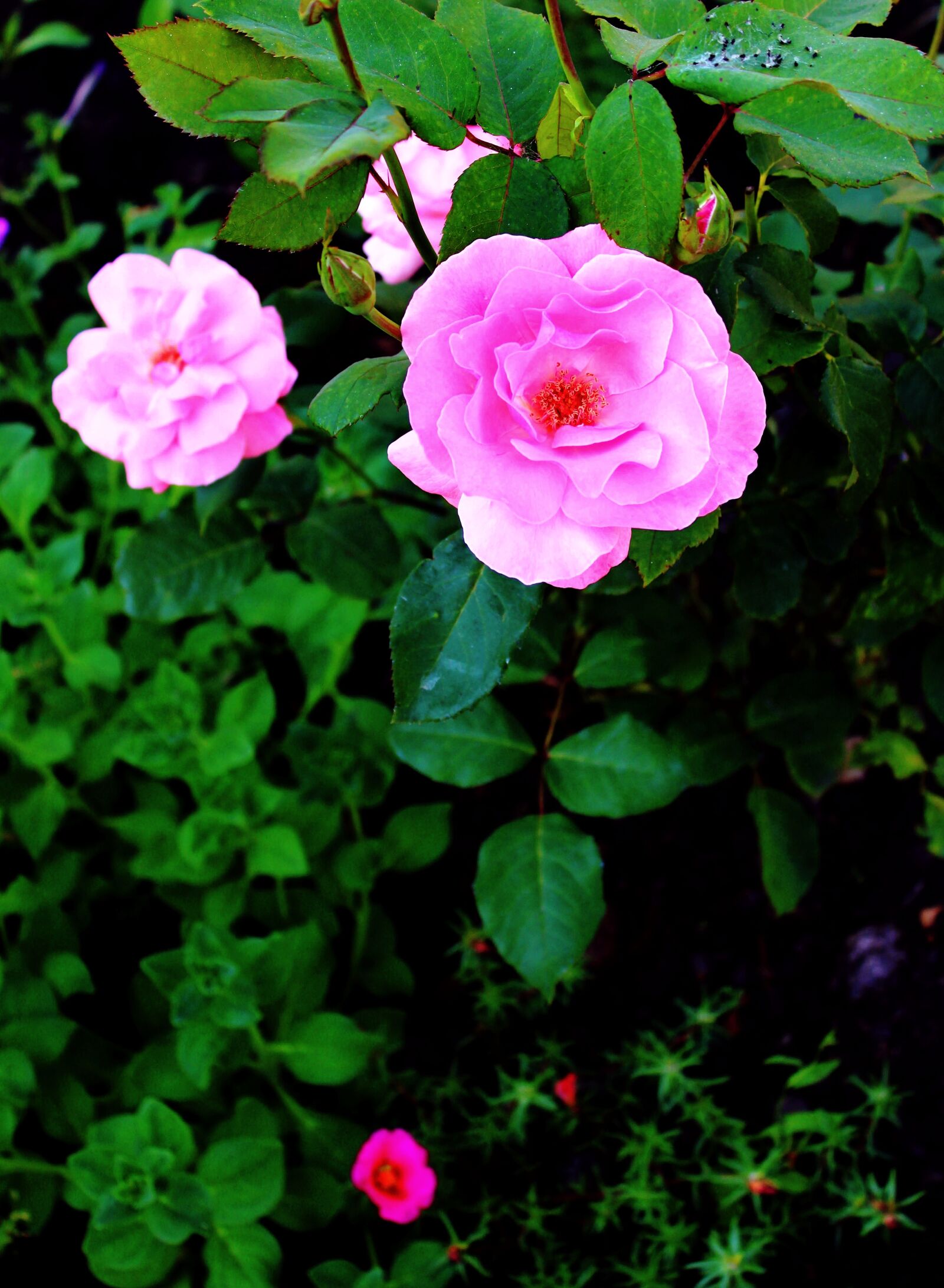 Canon EOS 600D (Rebel EOS T3i / EOS Kiss X5) sample photo. Roses, garden, summer photography